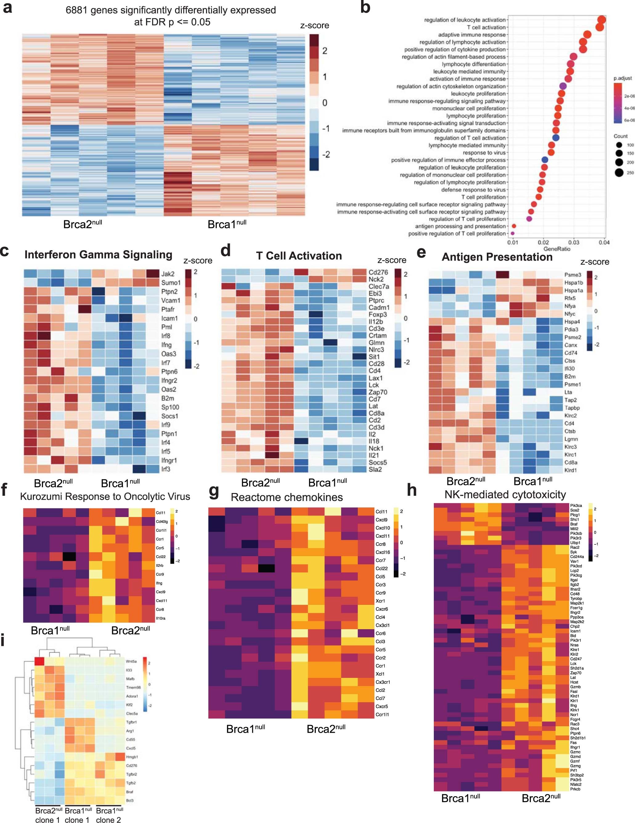 Extended Data Fig. 5: Bulk RNA-seq analysis between untreated Brca2null and Brca1null tumors yields gene expression programs related to adaptive and innate immunity enriched in Brca2null tumors.