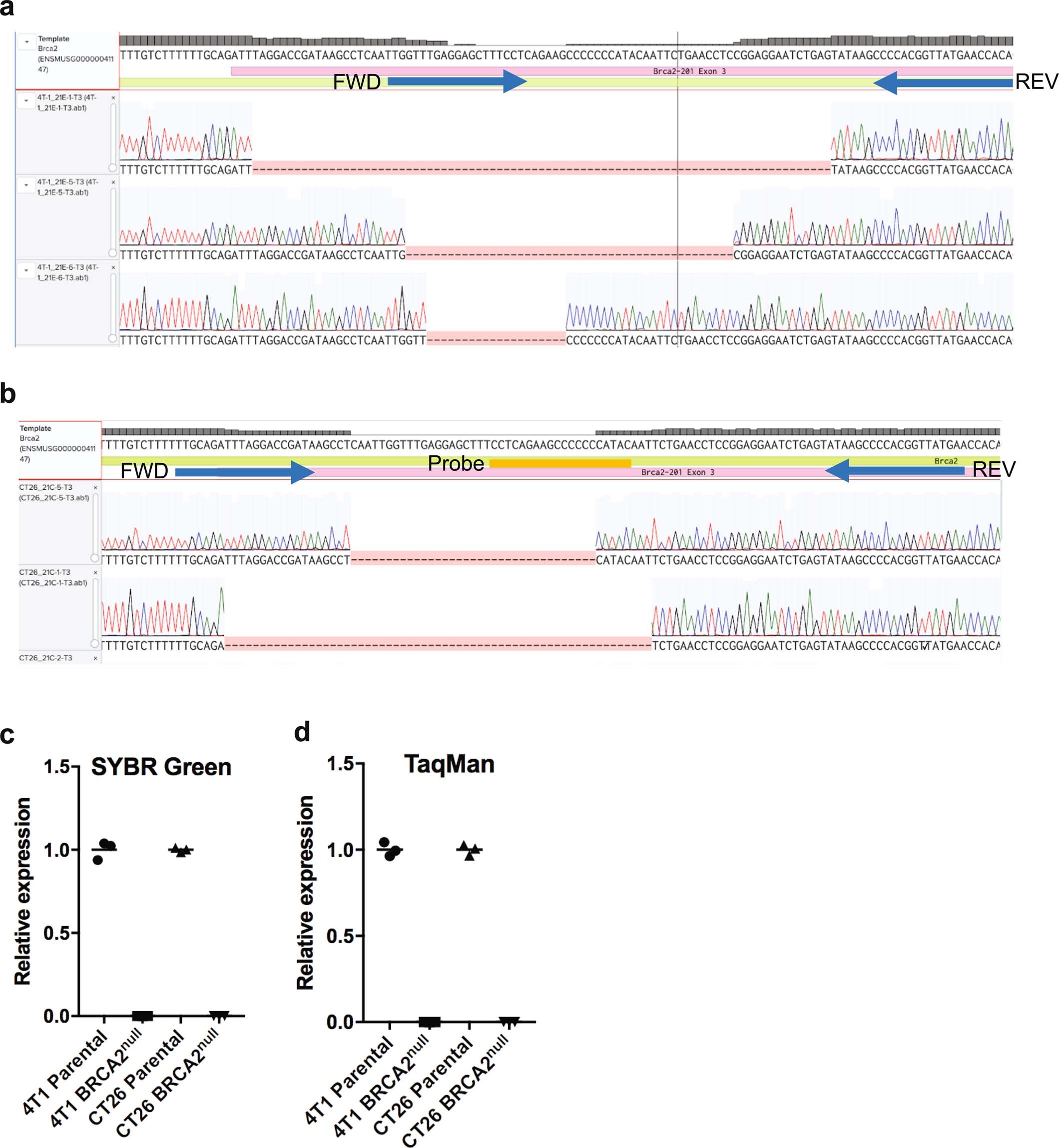 Extended Data Fig. 1: Sequence traces of Brca2null cell lines demonstrating frameshift mutations in all alleles.
