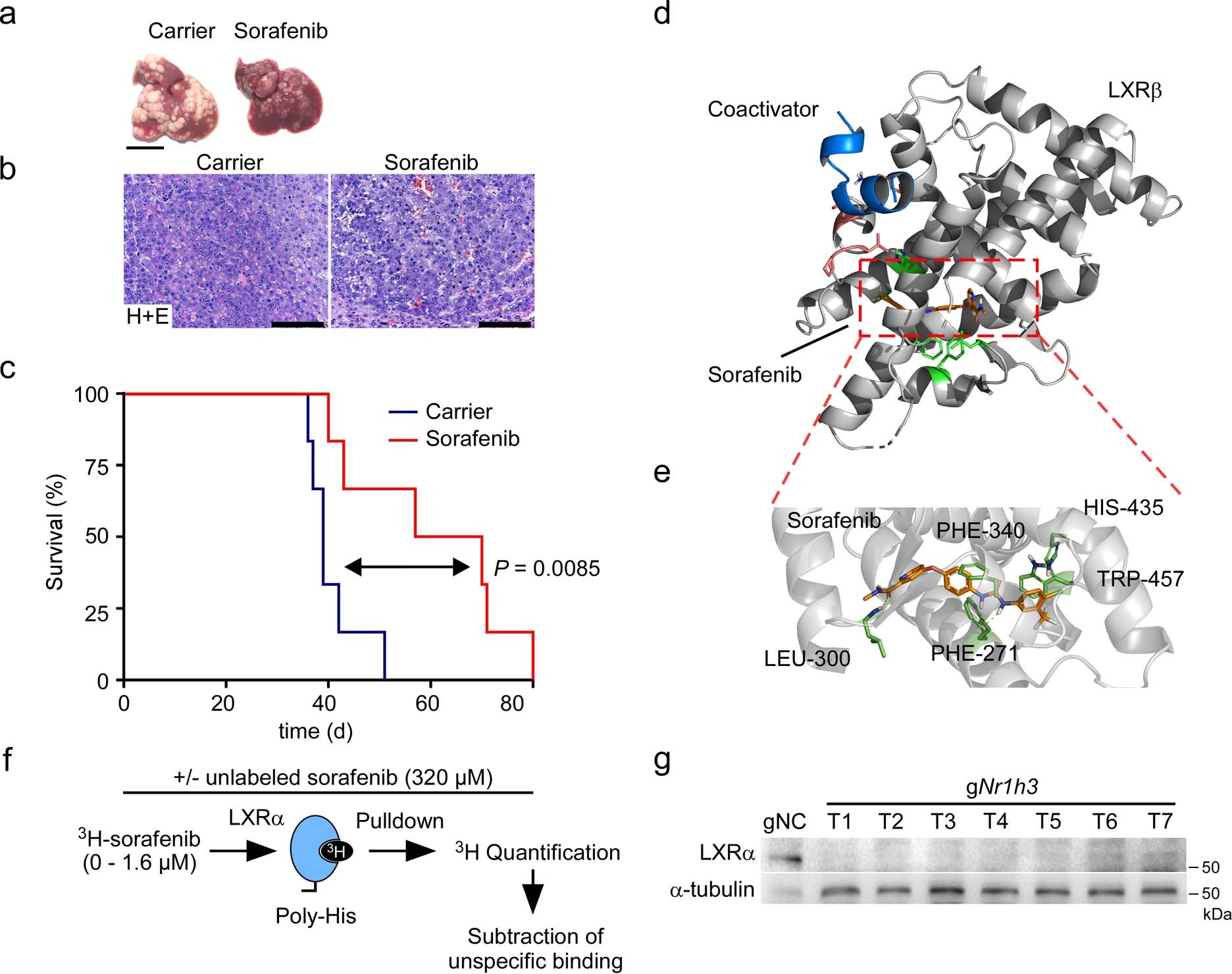 Extended Data Fig. 1: The treatment response of sorafenib in MycOE;NrasG12V-driven HCCs is dependent on LXRα activation.
