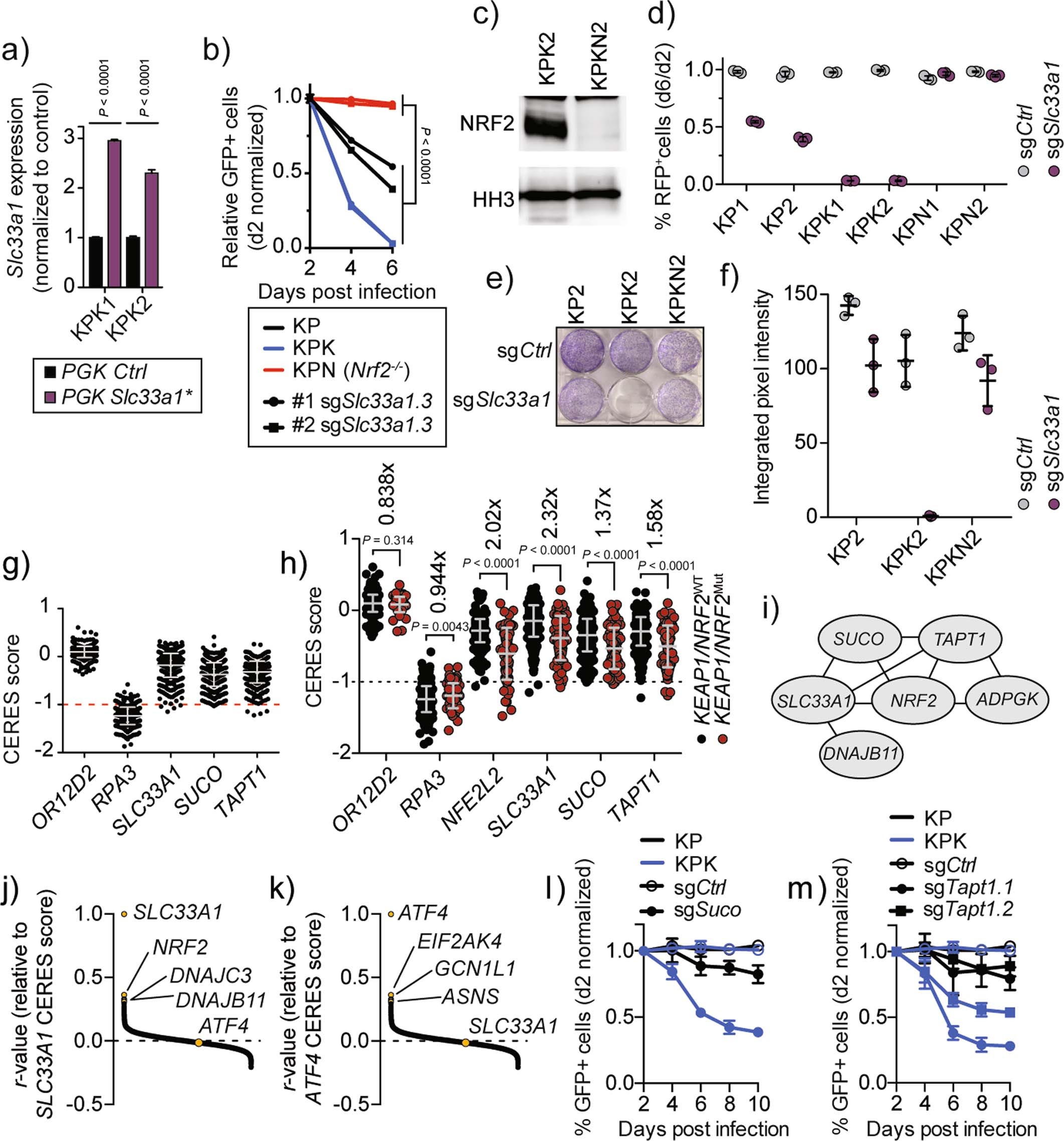 Extended Data Fig. 3: Slc33a1 dependency is abrogated in Nrf2-deficient cell lines and dependency is recapitulated across large human cancer cell line CRISPR-screens.