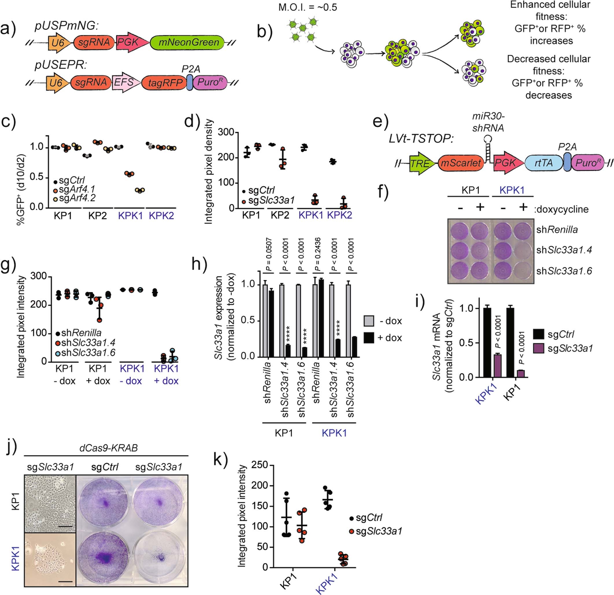Extended Data Fig. 2: In vitro validation of Slc33a1 as a Keap1-mutant-specific dependency.
