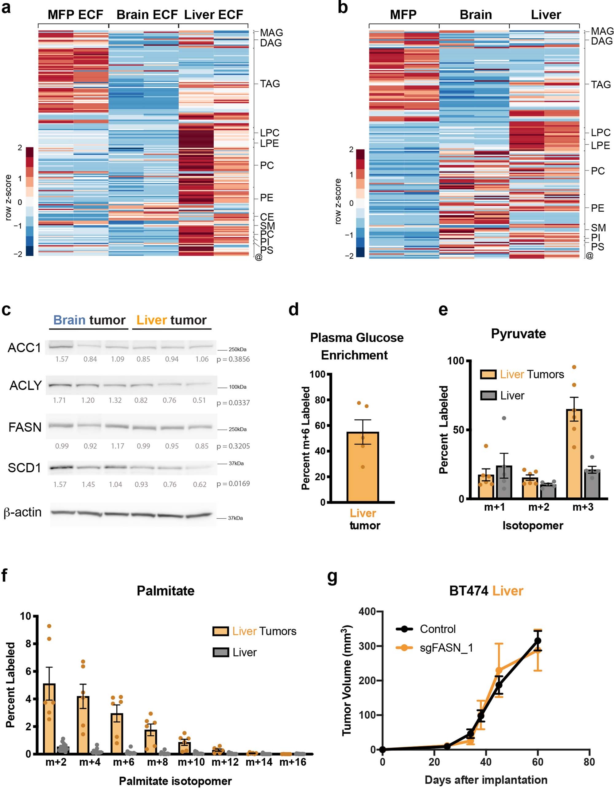 Extended Data Fig. 9: FASN is not required for breast tumor growth in the liver.