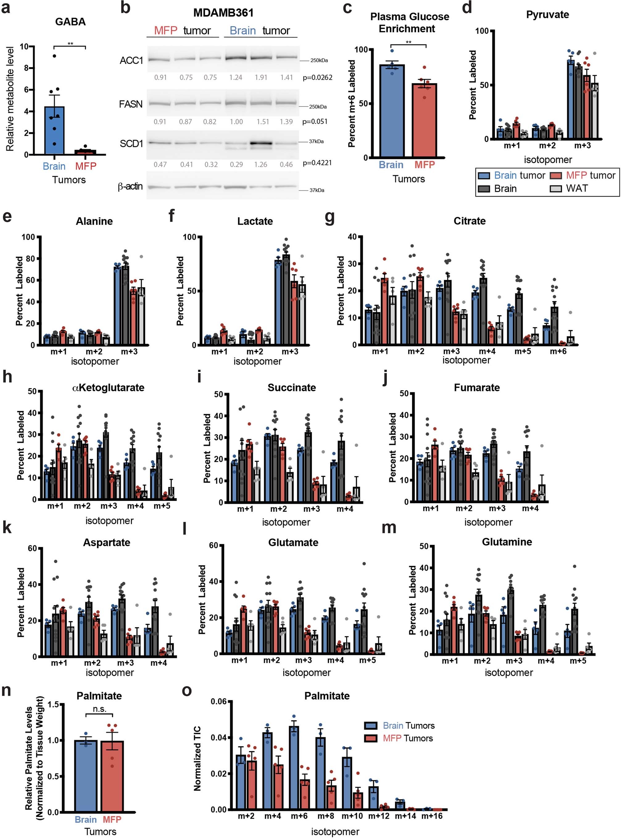 Extended Data Fig. 2: Assessment of glucose carbon fate in breast tumors growing in different tissue sites.