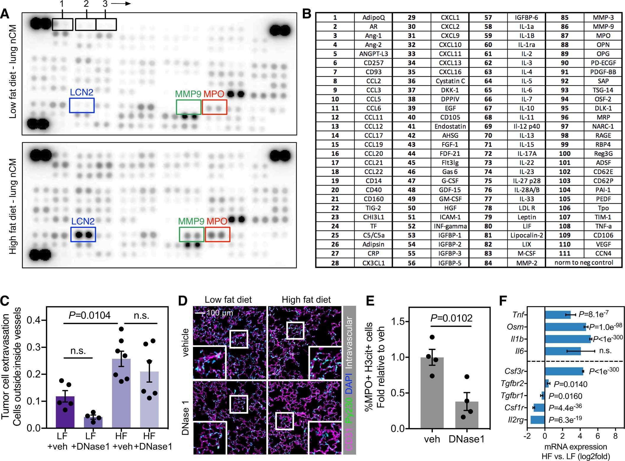 Extended Data Fig. 6: Obesity increases MMP9 from neutrophils.