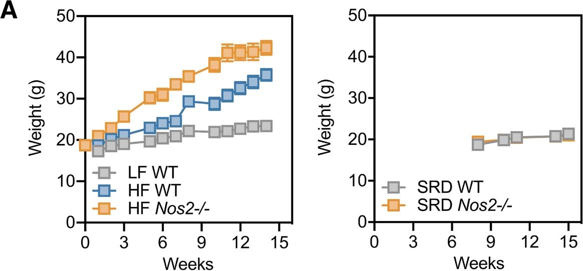 Extended Data Fig. 7: Diet-induced weight changes between WT and Nos2−/− mice.