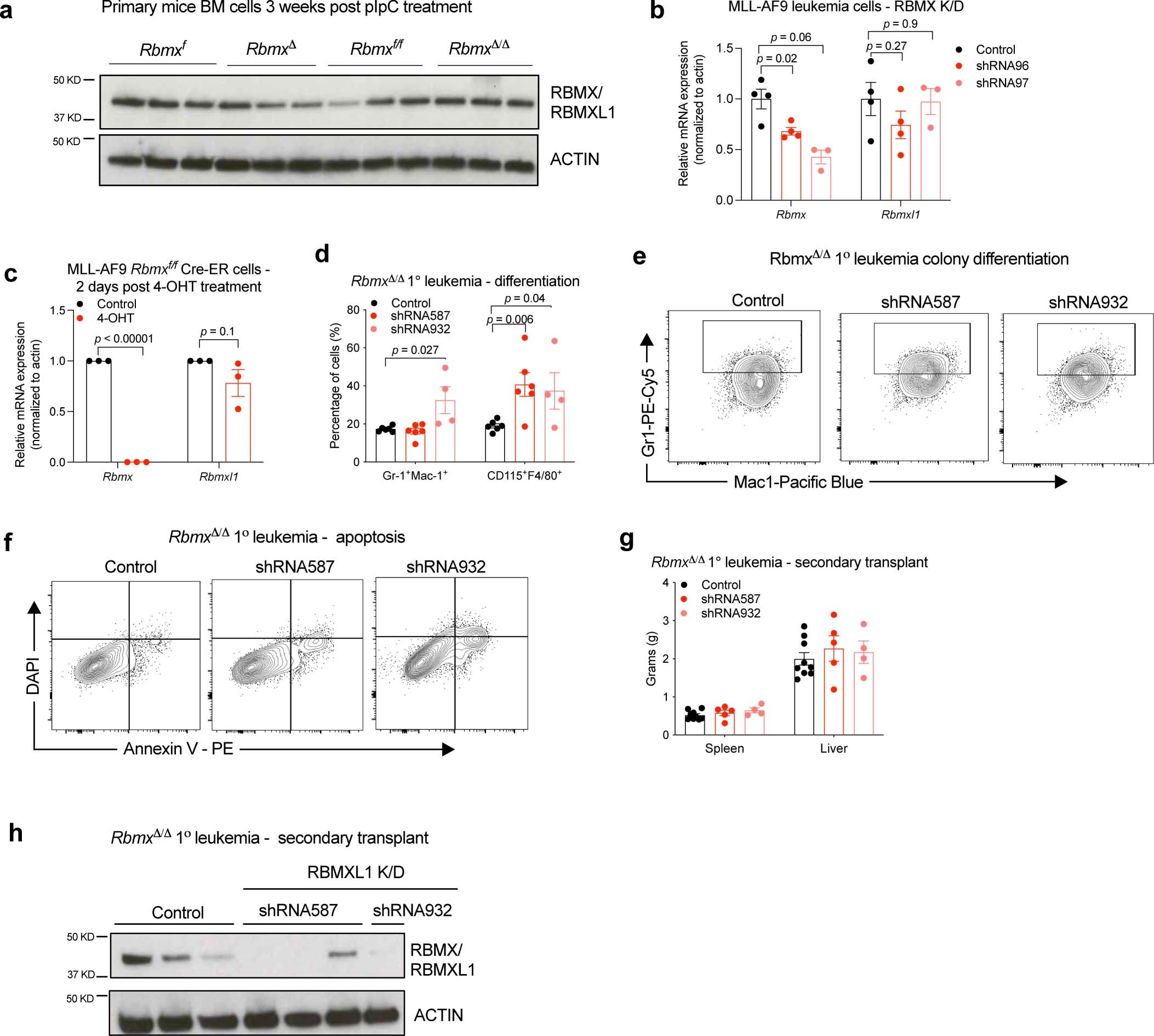 Extended Data Fig. 2: Retrogene Rbmxl1 is functionally redundant with Rbmx in vitro and in vivo.