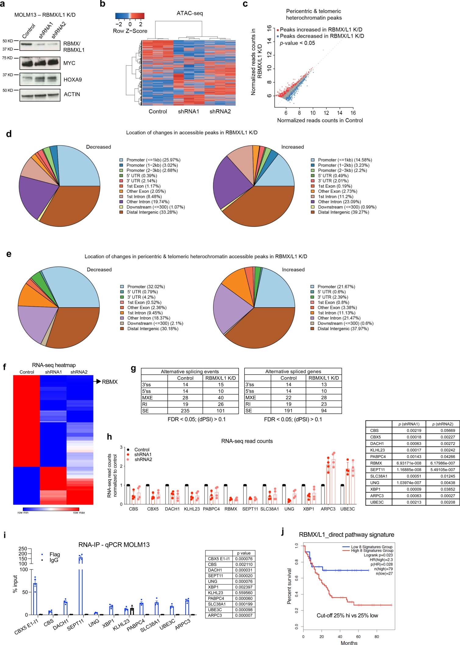 Extended Data Fig. 5: Loss of RBMX and RBMXL1 results in a dysregulated chromatin state in leukemia cells.