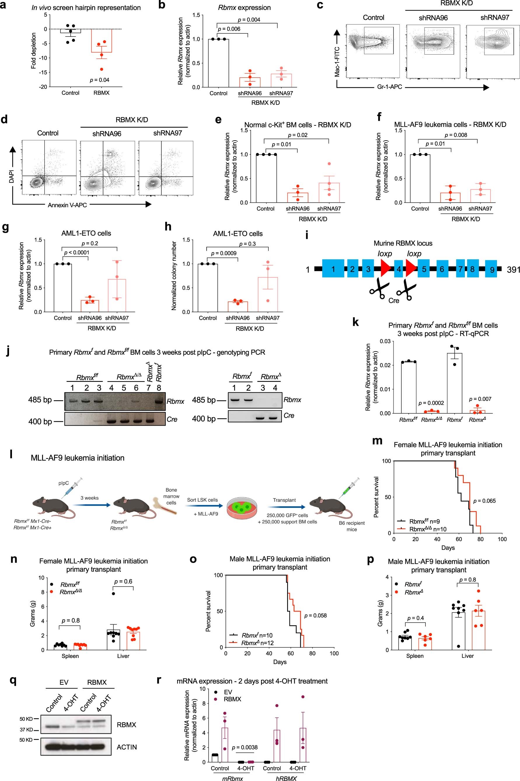 Extended Data Fig. 1: RBMX is required for murine leukemia maintenance but is dispensable for leukemia initiation.