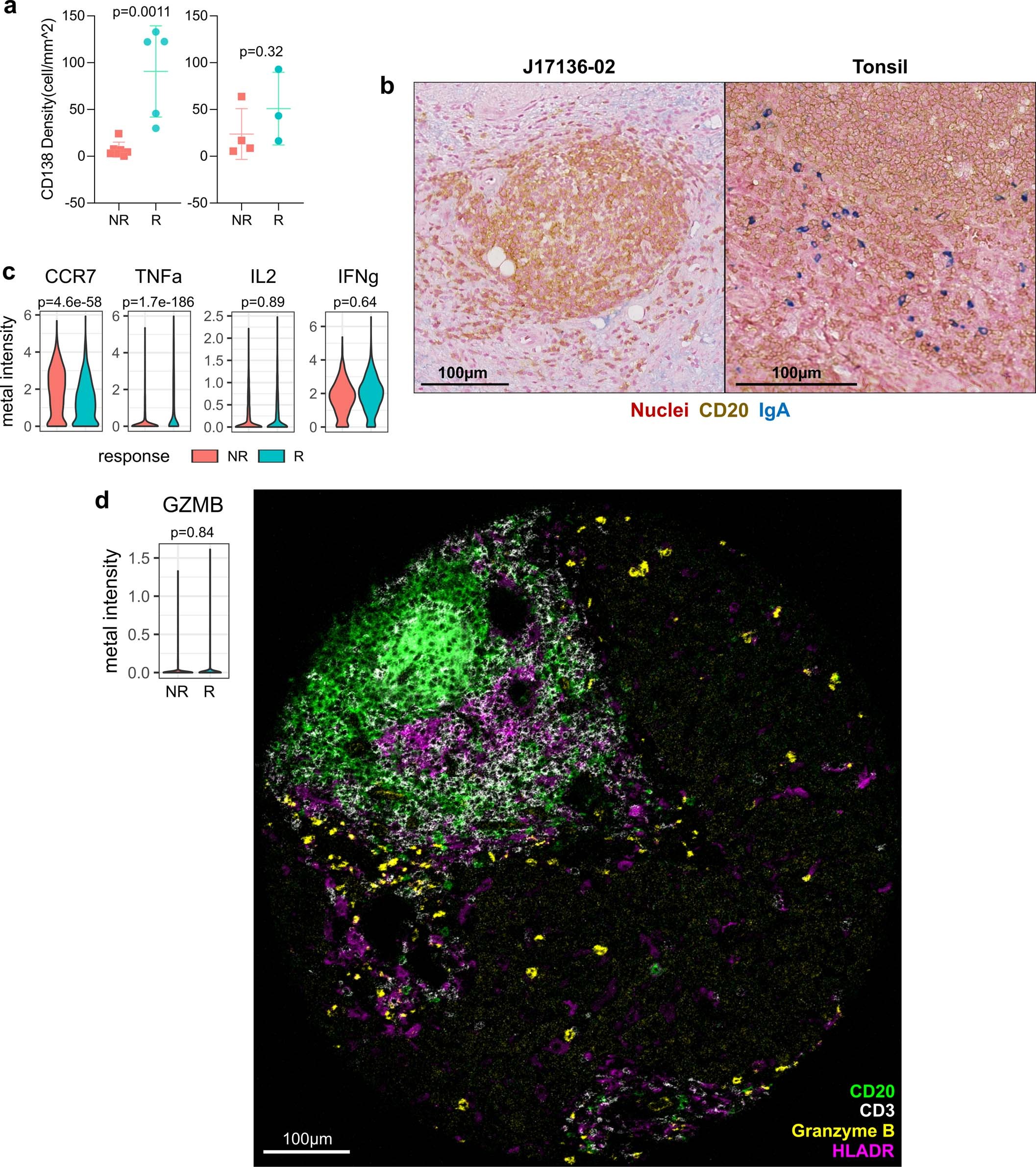 Extended Data Fig. 9: B cells indirectly contribute to antitumor immune response.