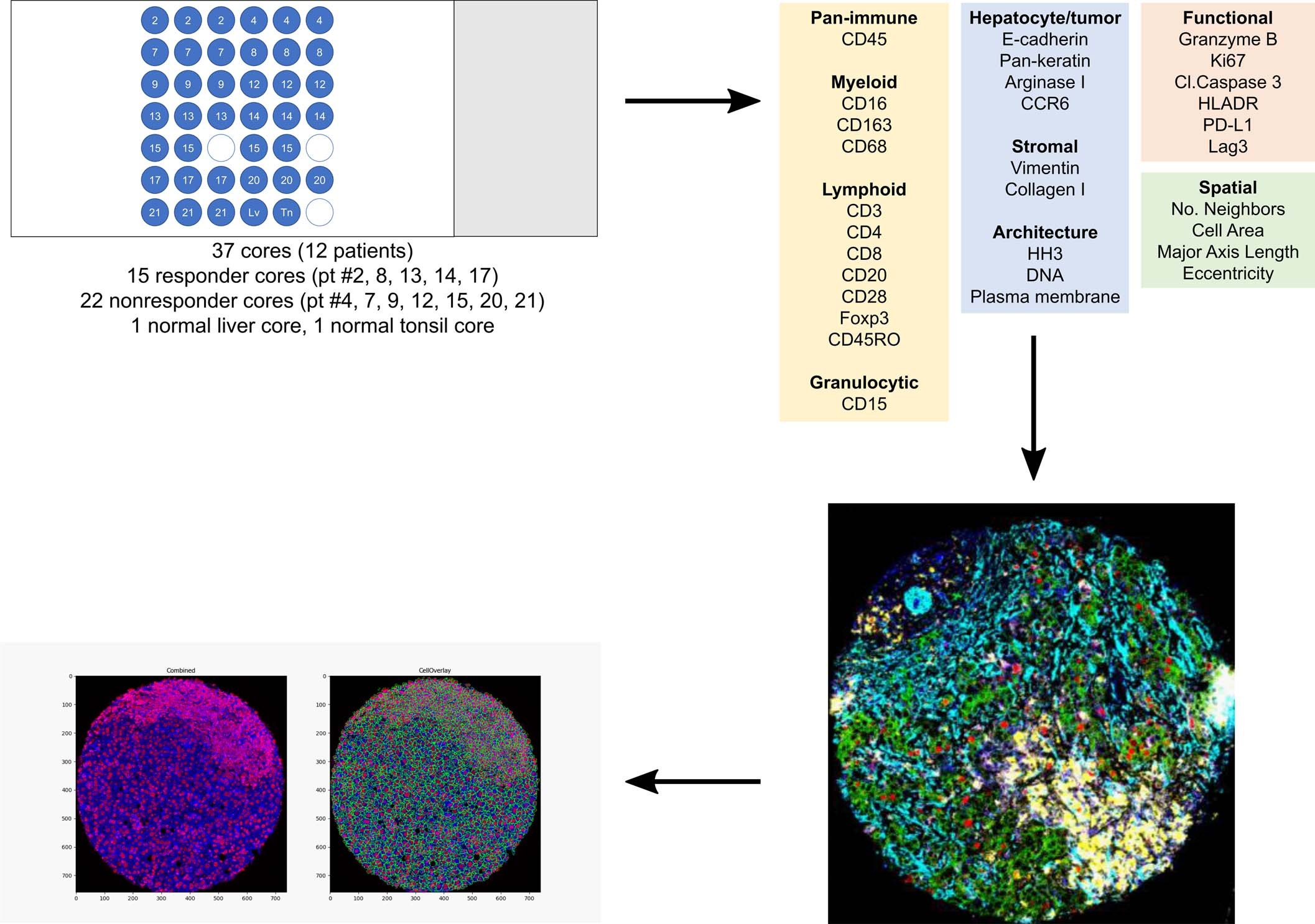 Extended Data Fig. 4: Workflow for imaging mass cytometry (IMC).
