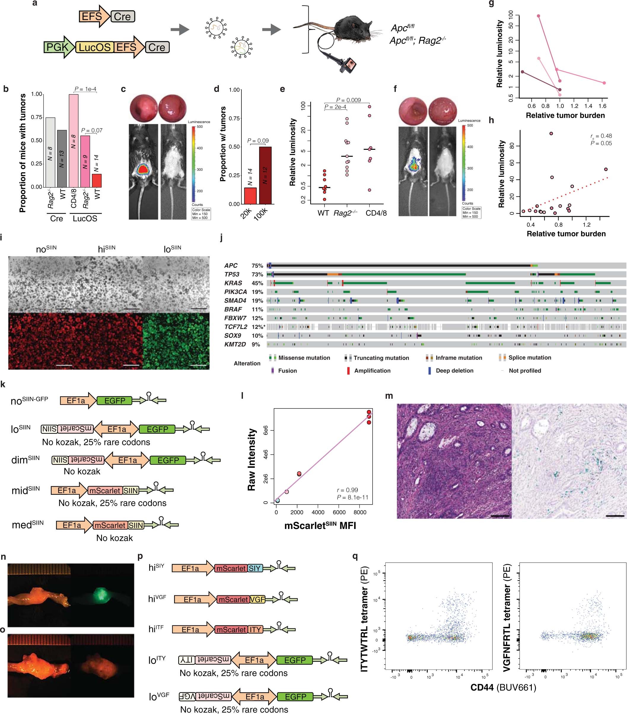 Extended Data Fig. 2: Development of in vivo lentiviral and organoid models of CRC with neoantigen expression.