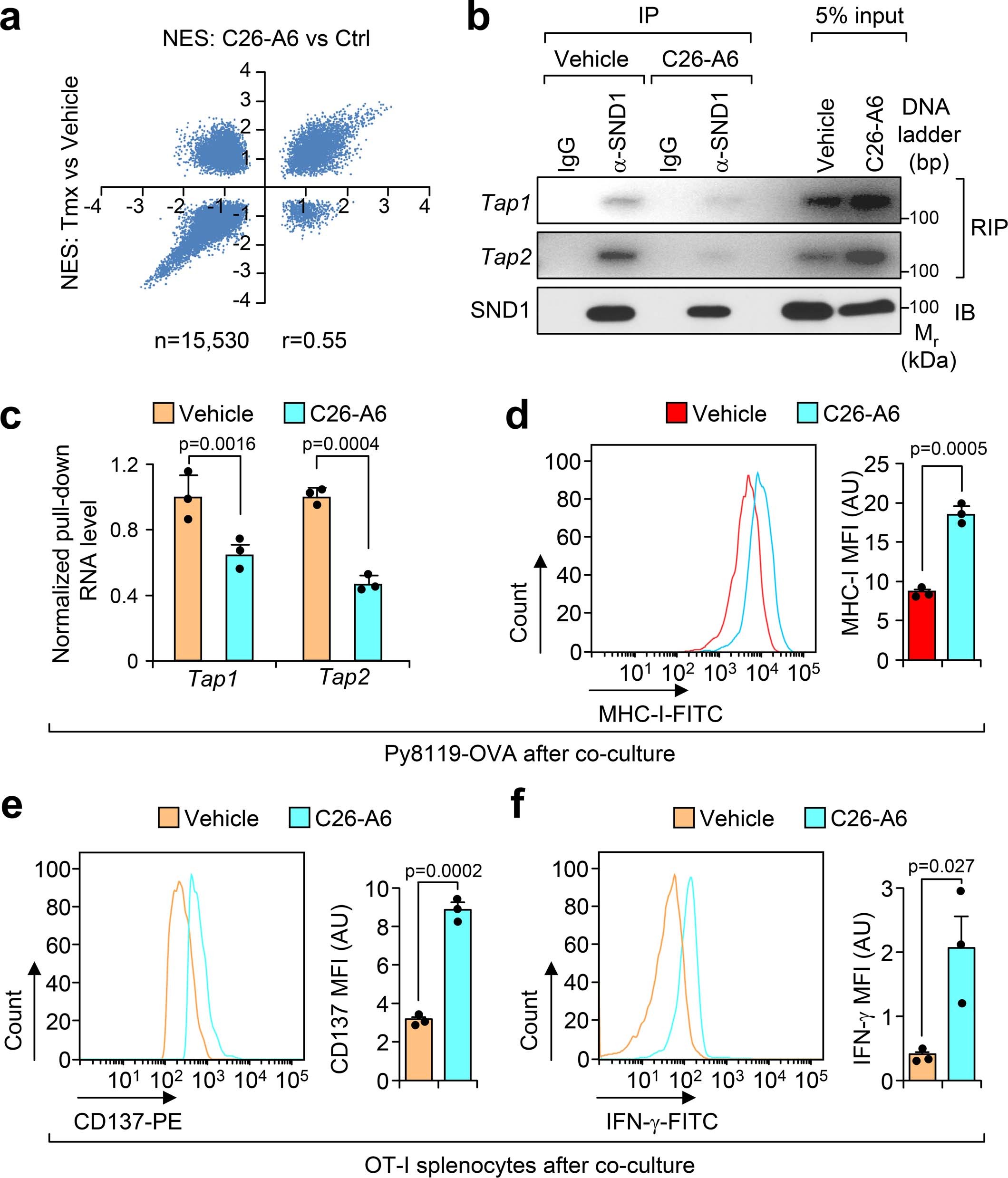 Extended Data Fig. 7: C26-A6 treatment elevates immune responses in tumors.