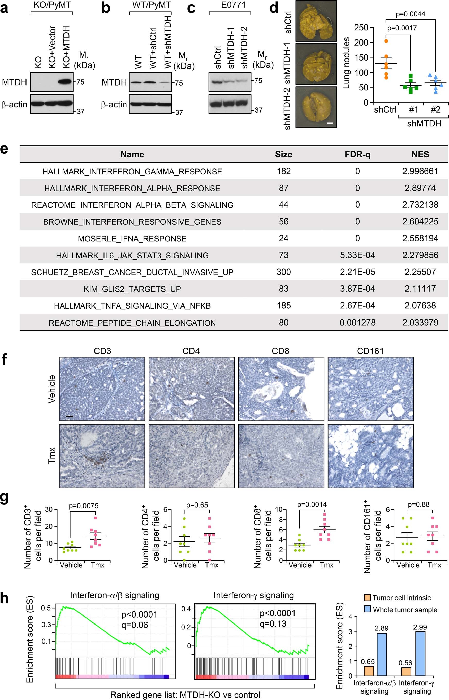 Extended Data Fig. 1: MTDH depletion reshapes immune cell populations in tumors.