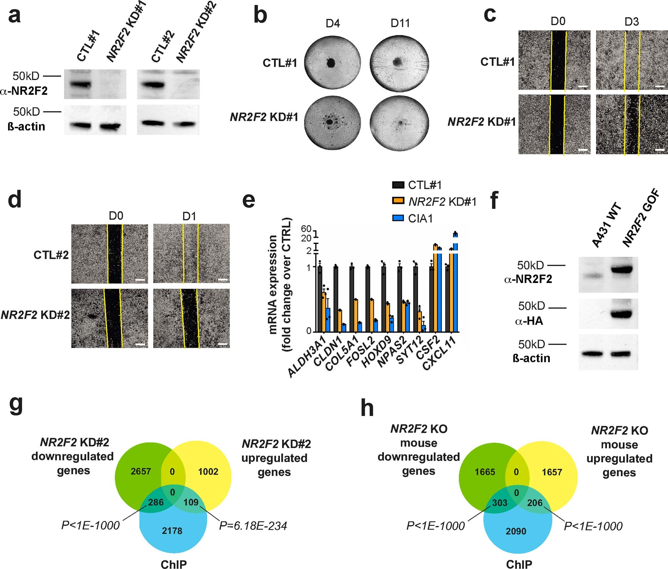 Extended Data Fig. 7: NR2F2 loss of function characterization in skin human SCC cell lines.