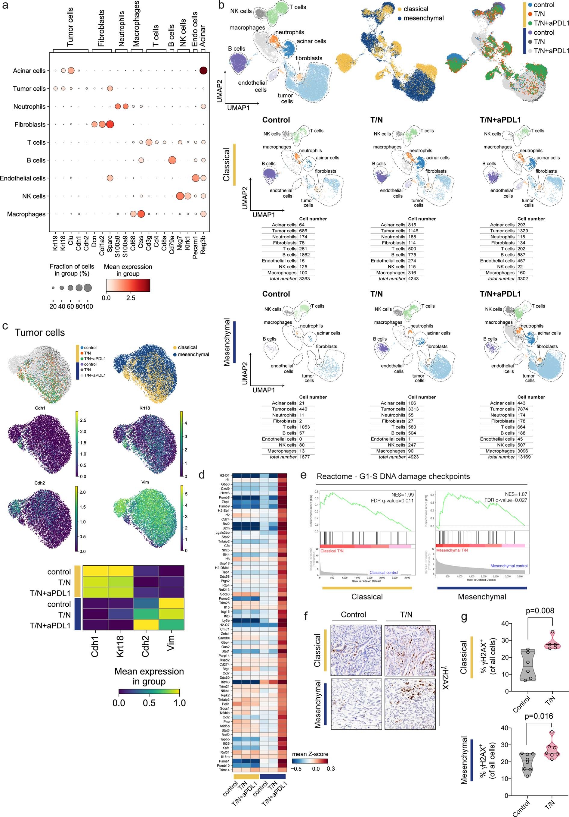 Extended Data Fig. 9: scRNA-seq reveals treatment-induced changes in TME cell subpopulations and activation of the DNA damage pathway in cancer cells.