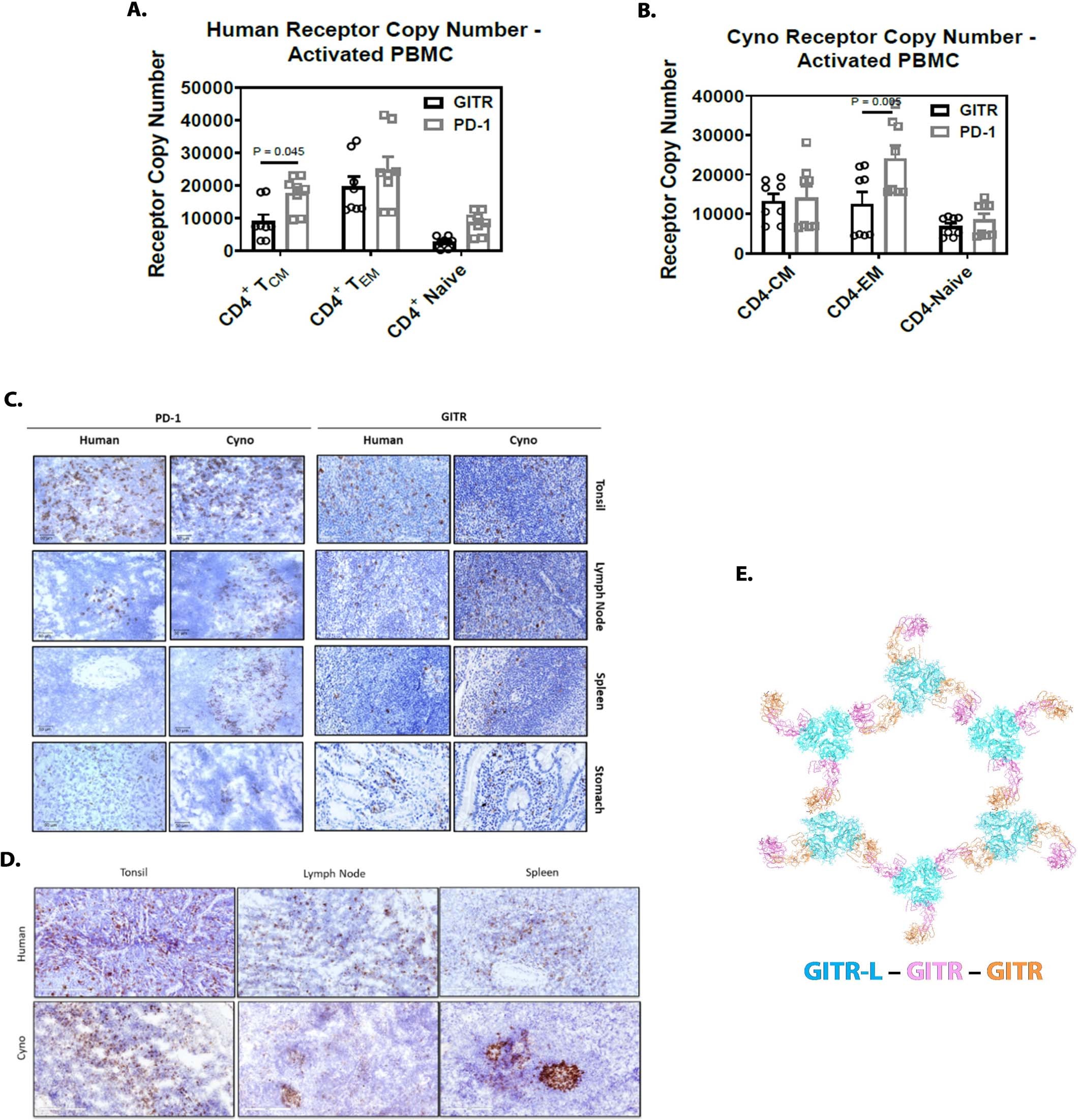 Extended Data Fig. 9: PD-1 and GITR receptor copy number, expression and anti-PD-1-GITR-L cross-reactivity on normal human and cynomolgus monkey tissues by IHC, and Hexagonal conformation model of GITR-L-GITR complex.