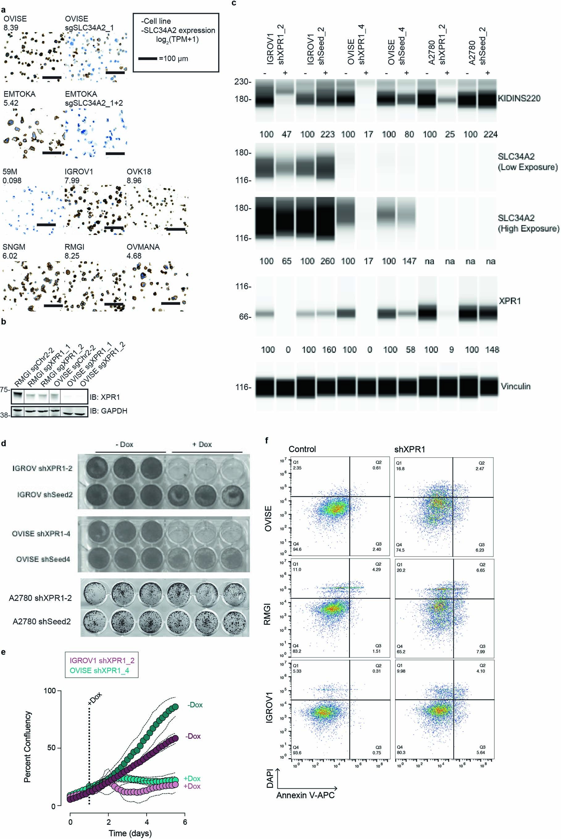 Extended Data Fig. 2: Validation of SLC34A2 and XPR1 protein levels and viability defects upon shRNA induction.