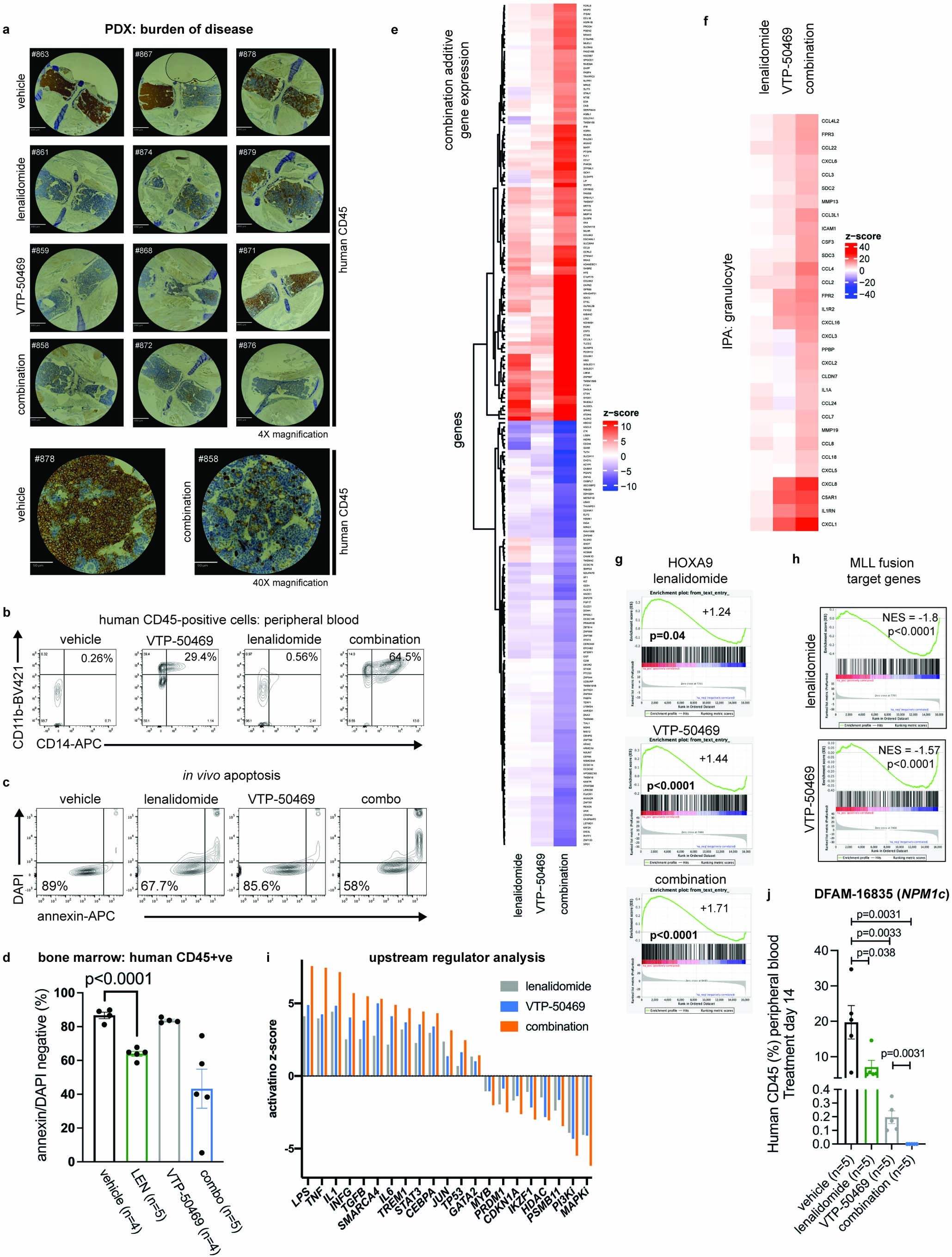 Extended Data Fig. 10: Combination therapy with VTP-50469 and LEN results in additive anti-leukemic activity in vivo.