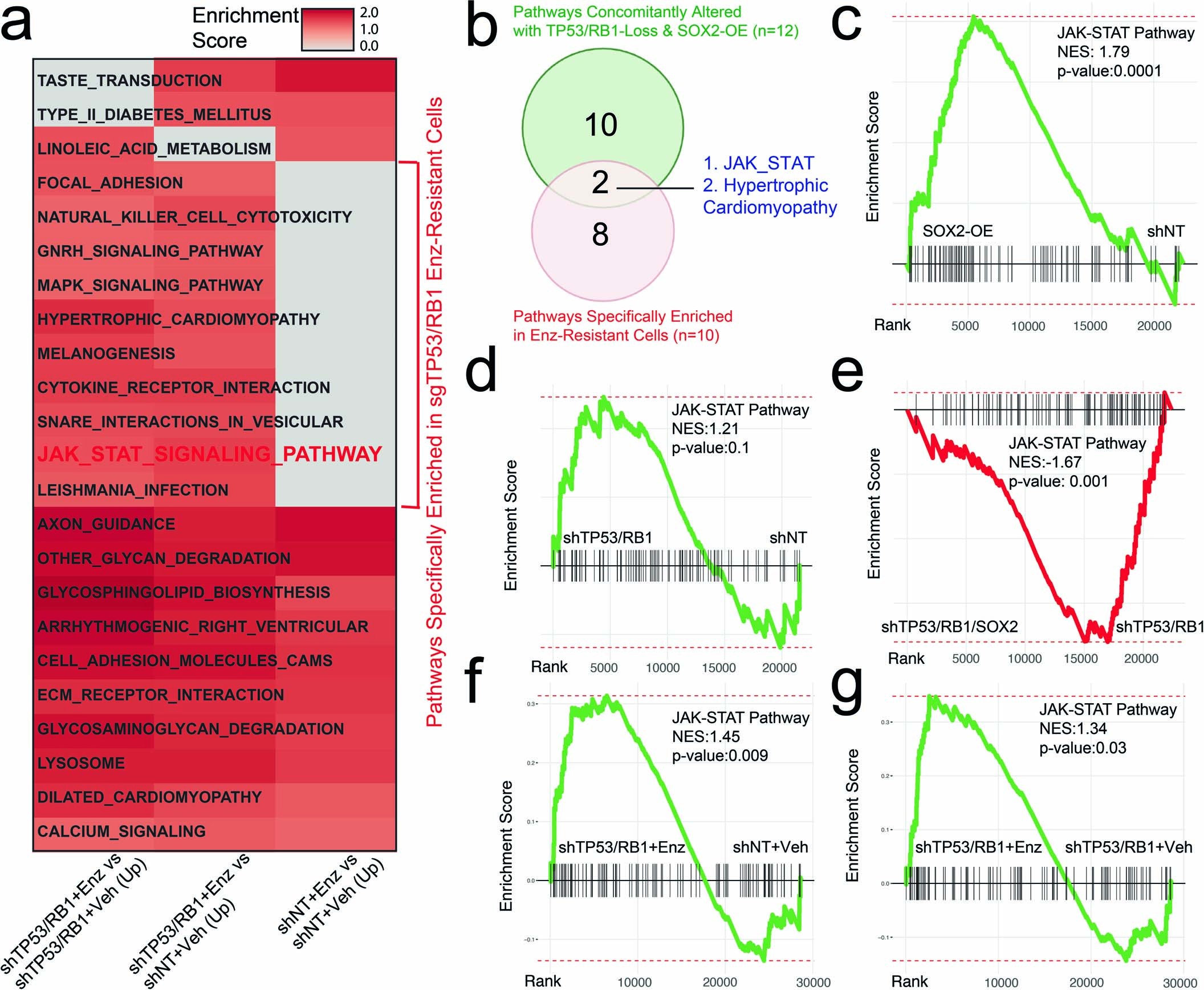 Extended Data Fig. 1: JAK–STAT signaling pathway is enriched in Enz resistant mCRPC with TP53/RB1-deficiency.
