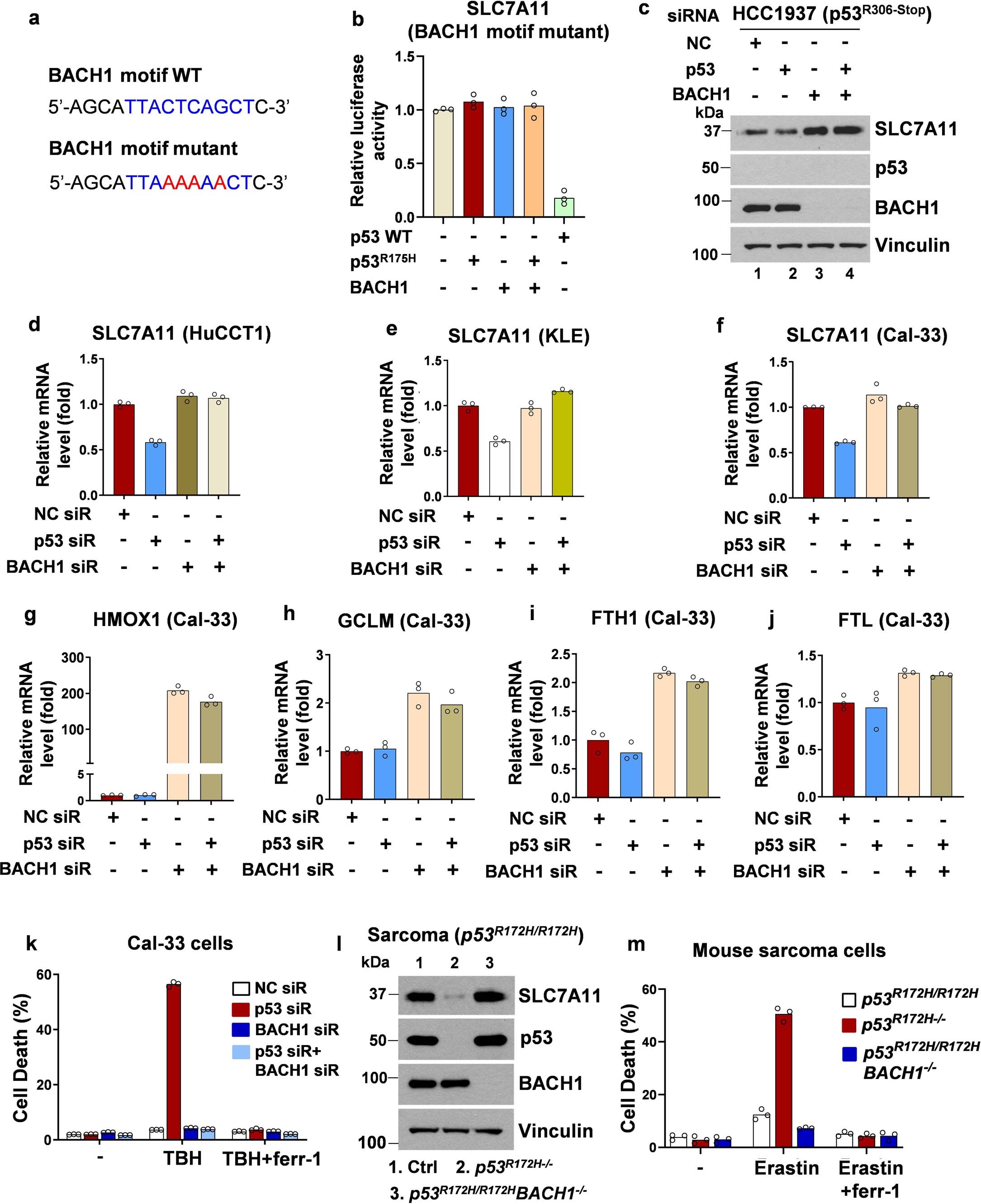 Extended Data Fig. 2: p53R175H suppresses BACH1-mediated transcriptional regulation of SLC7A11 and ferroptosis.