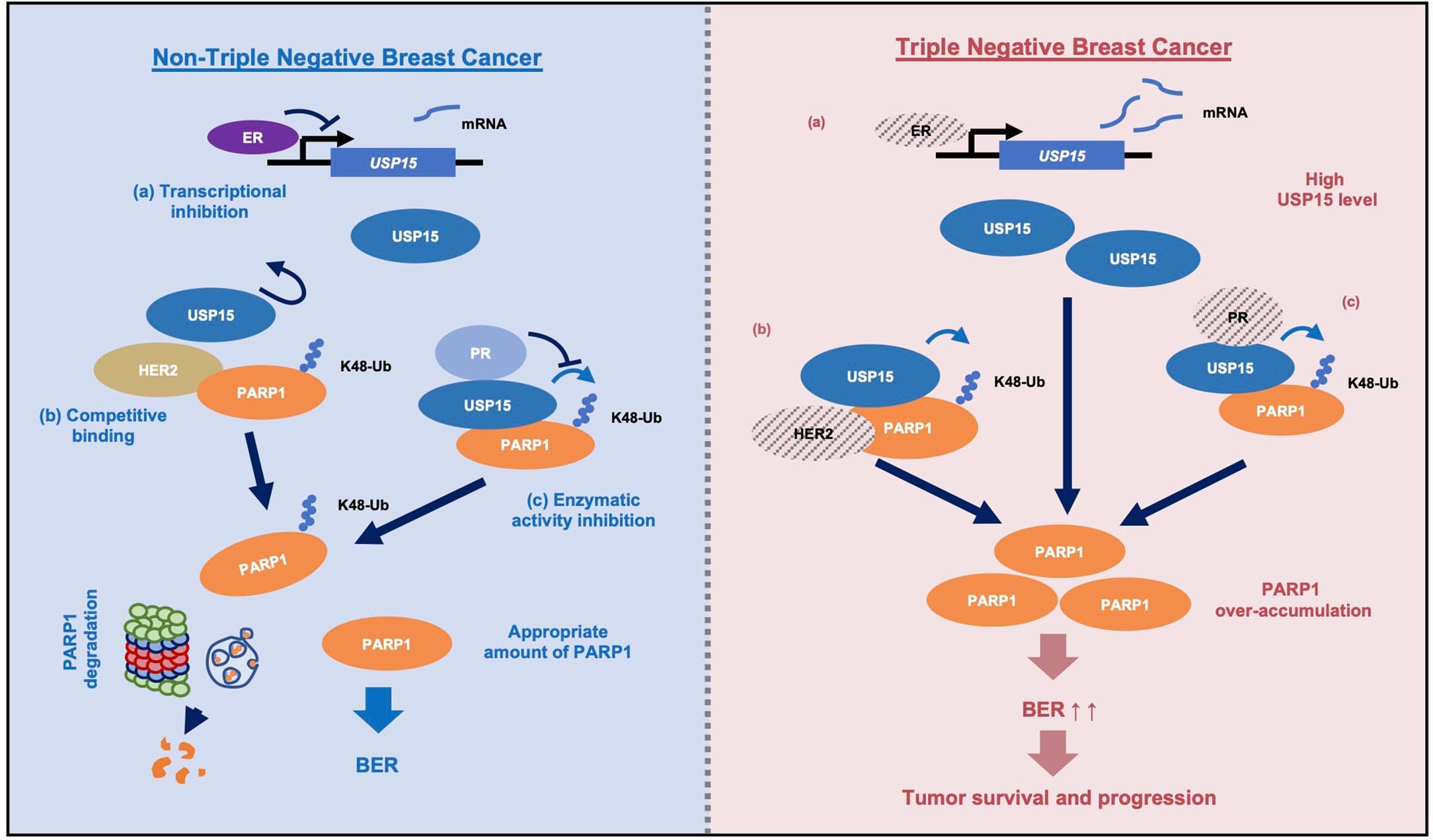 Extended Data Fig. 10: The model showing the mechanism by which ER/PR/HER2 suppress USP15-dependent stabilization of PARP1 in triple-negative breast cancer.
