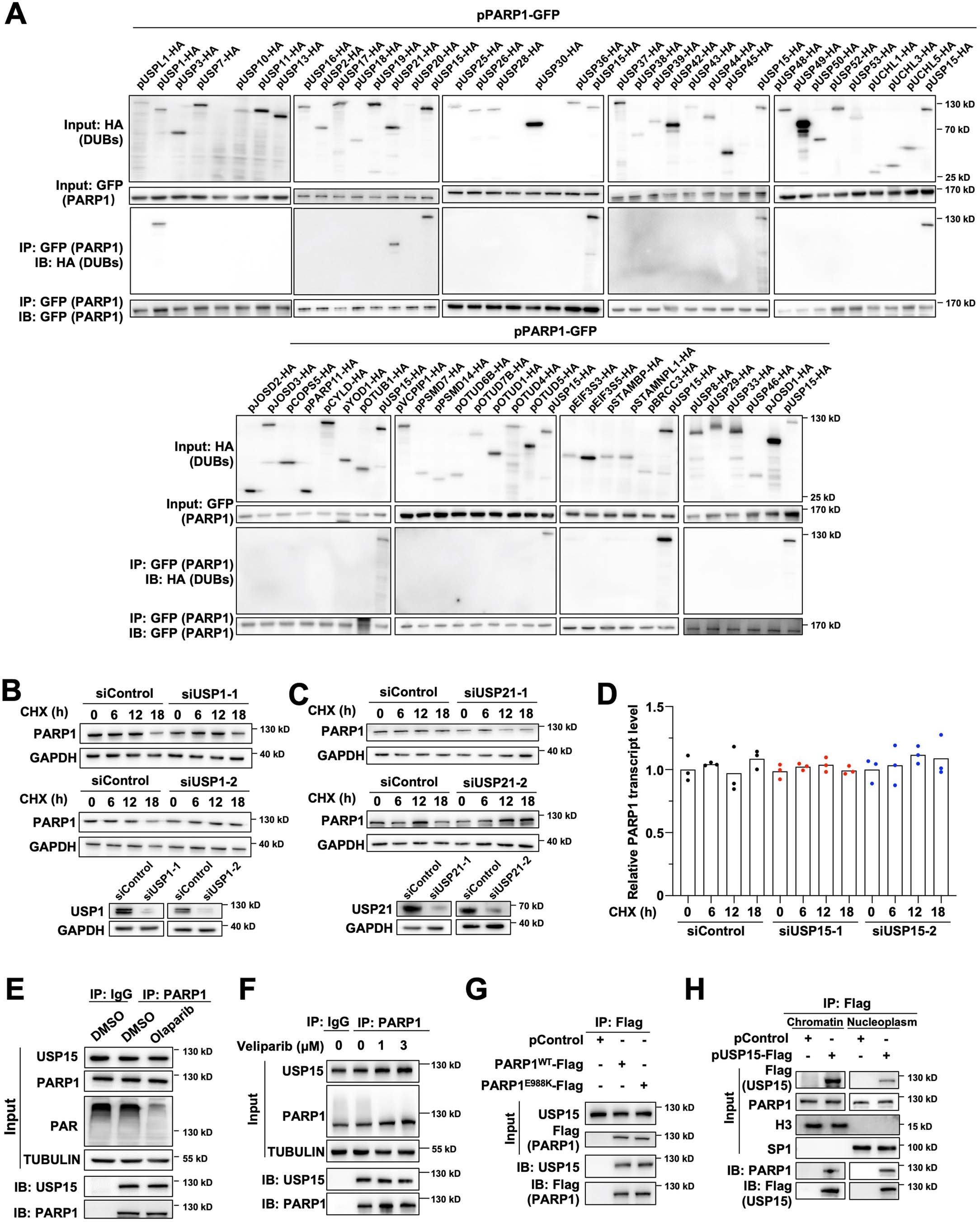 Extended Data Fig. 1: USP15 interacts with PARP1 in a PAR-independent manner.