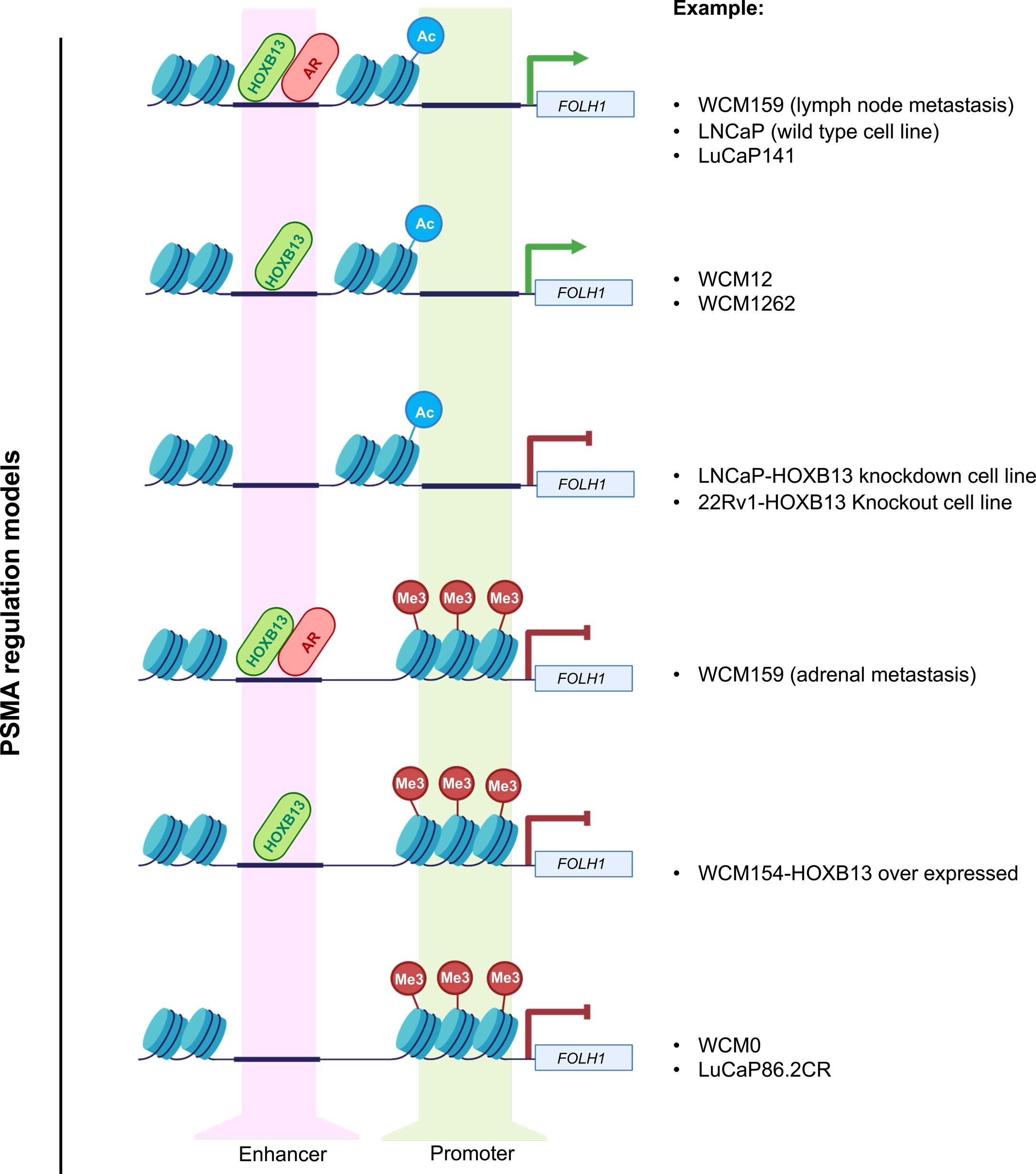 Extended Data Fig. 9: Proposed model of PSMA regulation in prostate cancer.