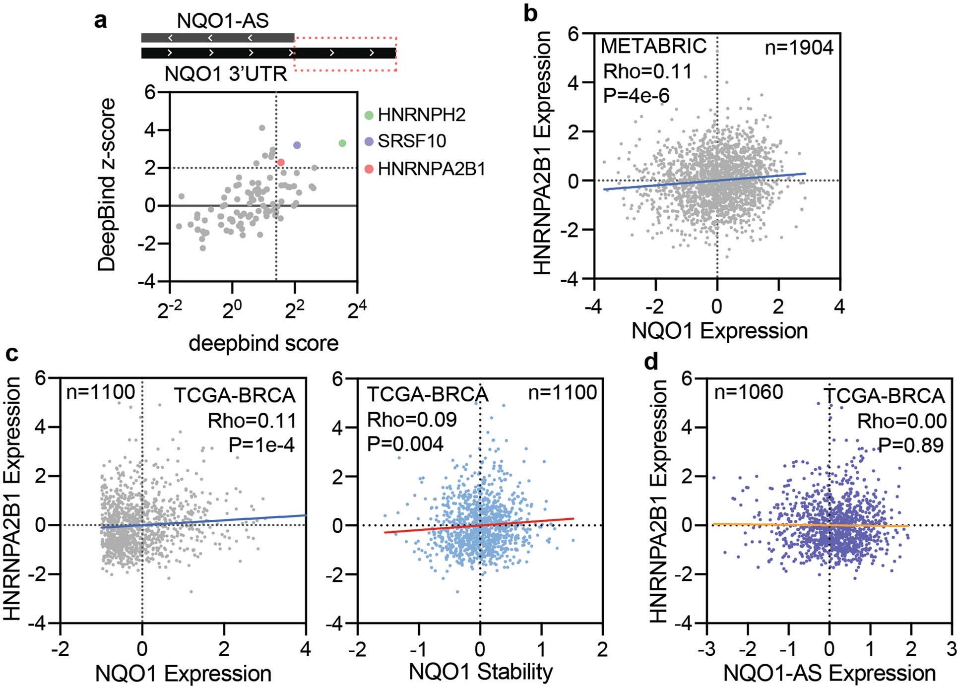 Extended Data Fig. 3: HNRNPA2B1 binds and stabilizes the long NQO1 isoform and increases NQO1 expression.