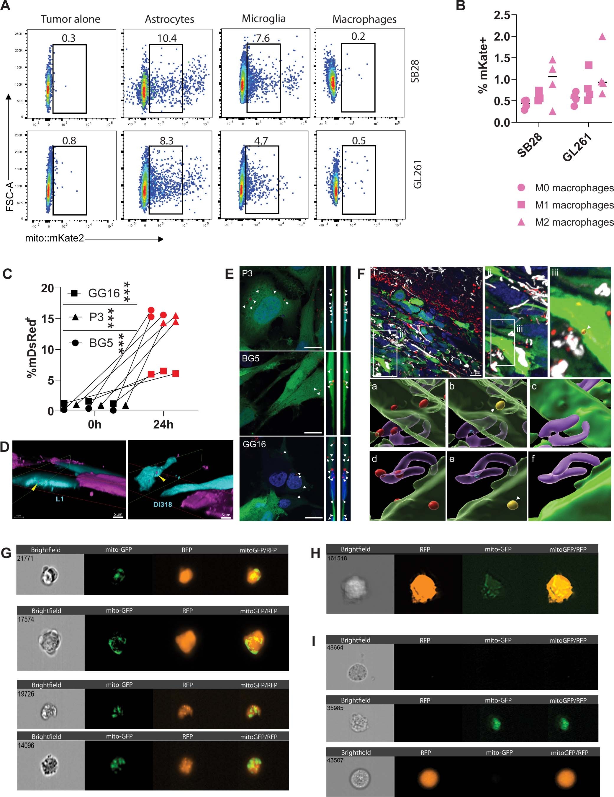 Extended Data Fig. 4: Additional data for in vitro mitochondria transfer in mouse and diverse patient-derived GBM models.