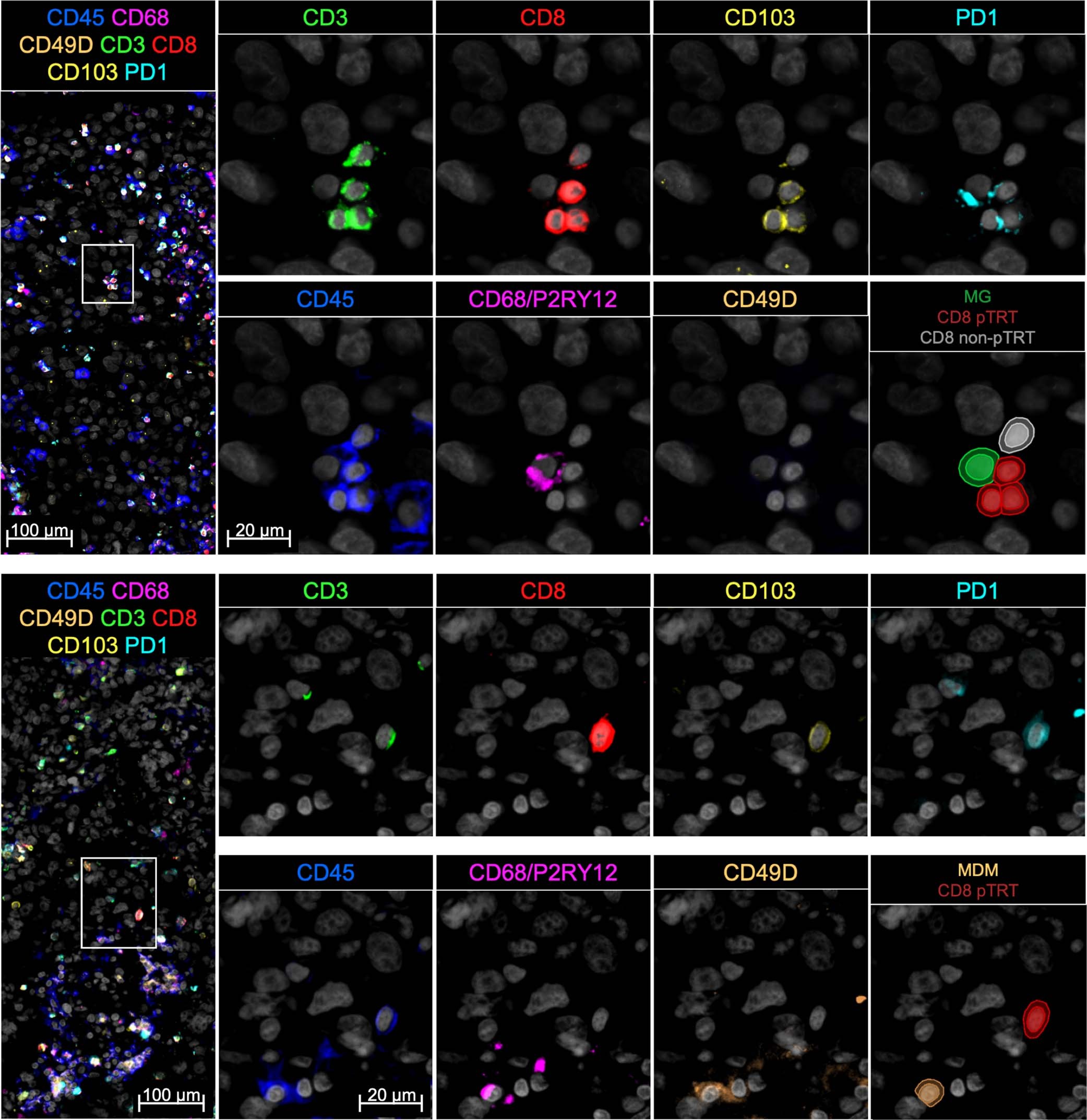 Extended Data Fig. 5
