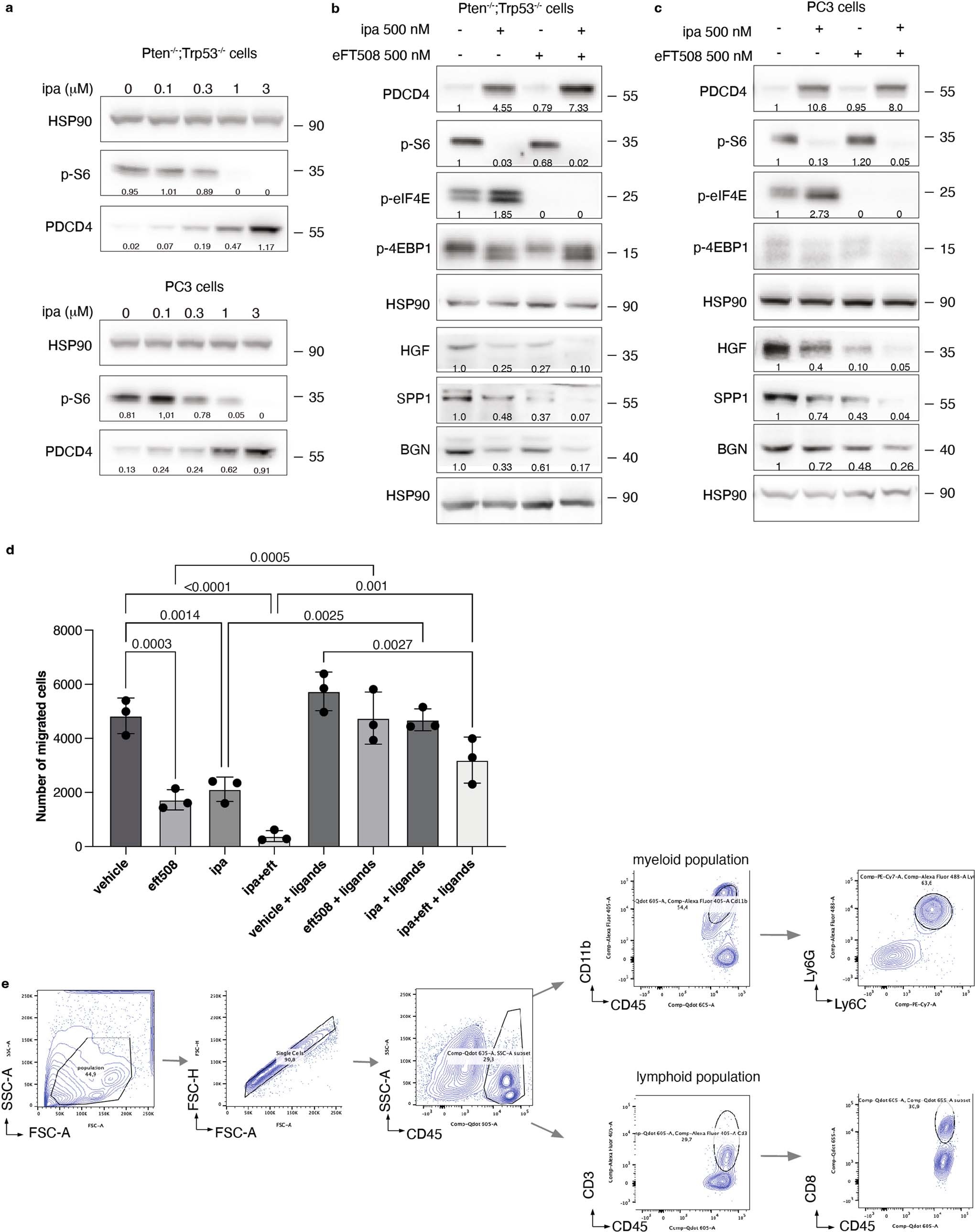 Extended Data Fig. 9: AKT inhibition increases PDCD4 levels and cooperates with eFT508 to reduce HGF, SPP1 and BGN protein levels in Pten−/−;Trp53−/− prostate cancer cells.