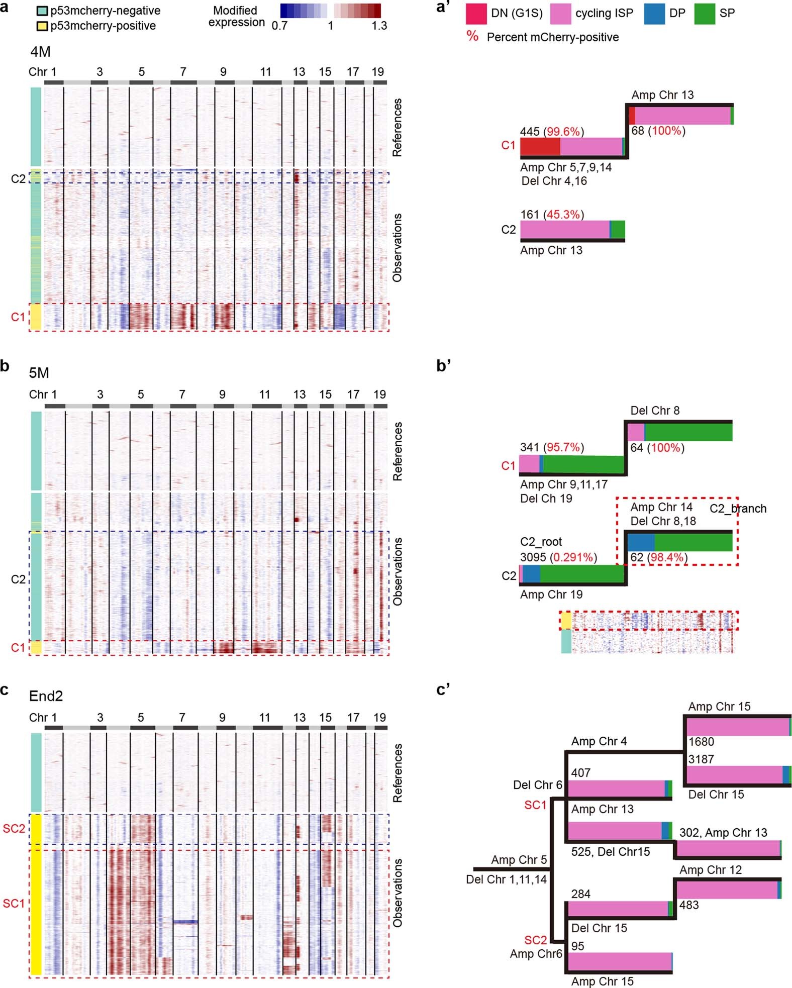 Extended Data Fig. 7: The clonal/subclonal architecture of mutp53-stabilizing precancerous and cancerous cells.