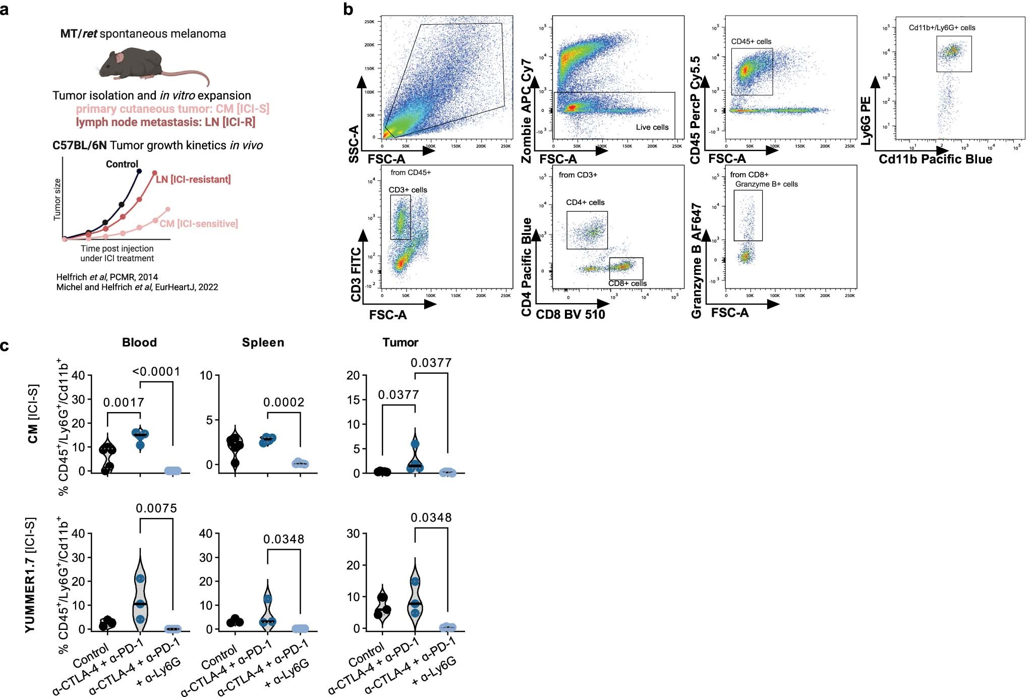 Extended Data Fig. 3: Experimental details of neutrophil in vivo experiments.