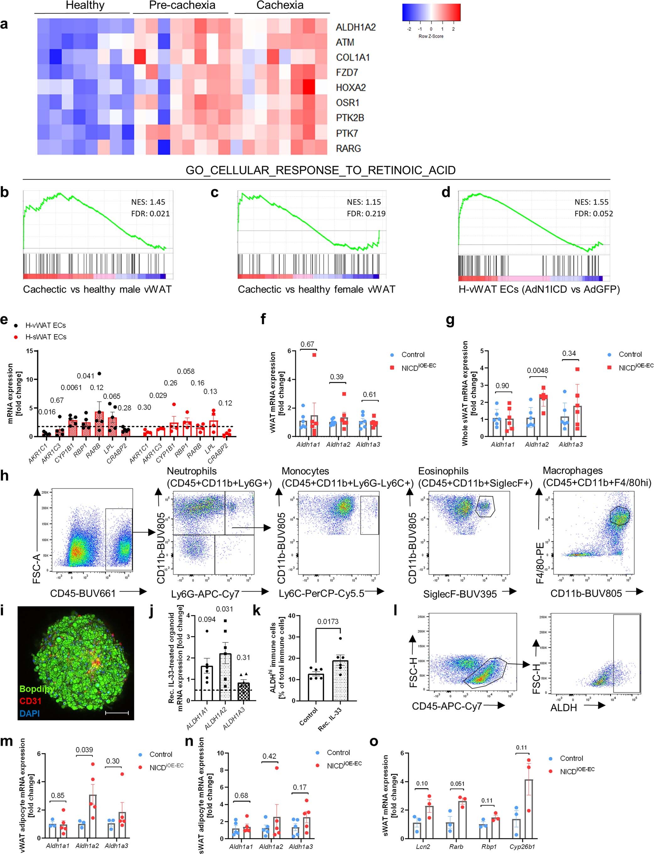 Extended Data Fig. 6: IL-33 upregulates ALDH1 and increases retinoic acid signaling in whole WAT.