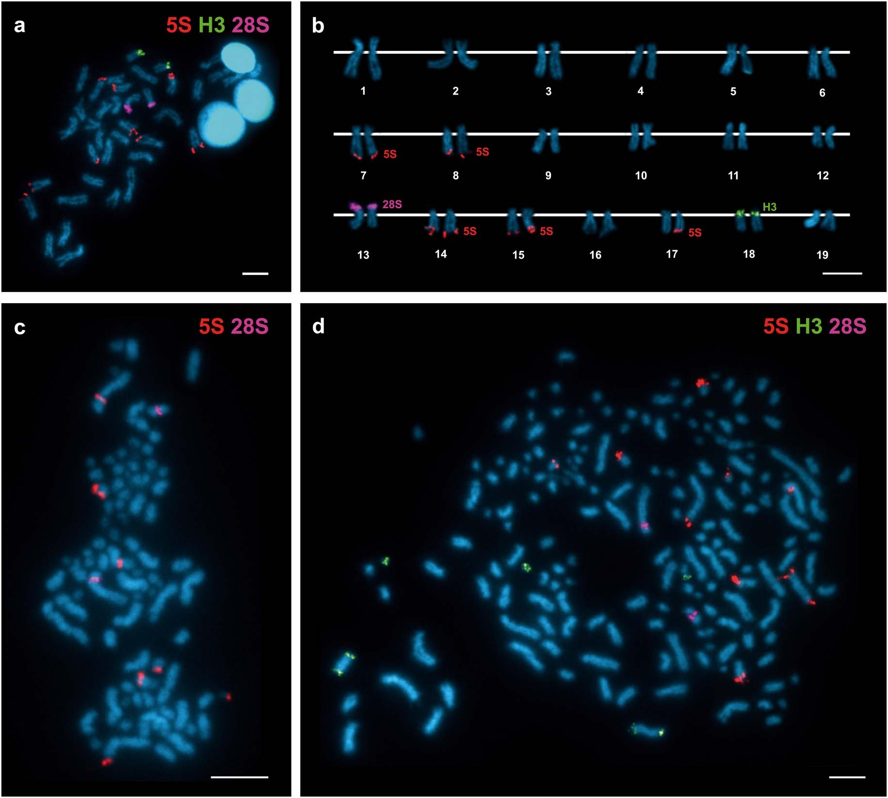 Extended Data Fig. 8: Molecular cytogenetic results from metaphases of healthy and neoplastic specimens.