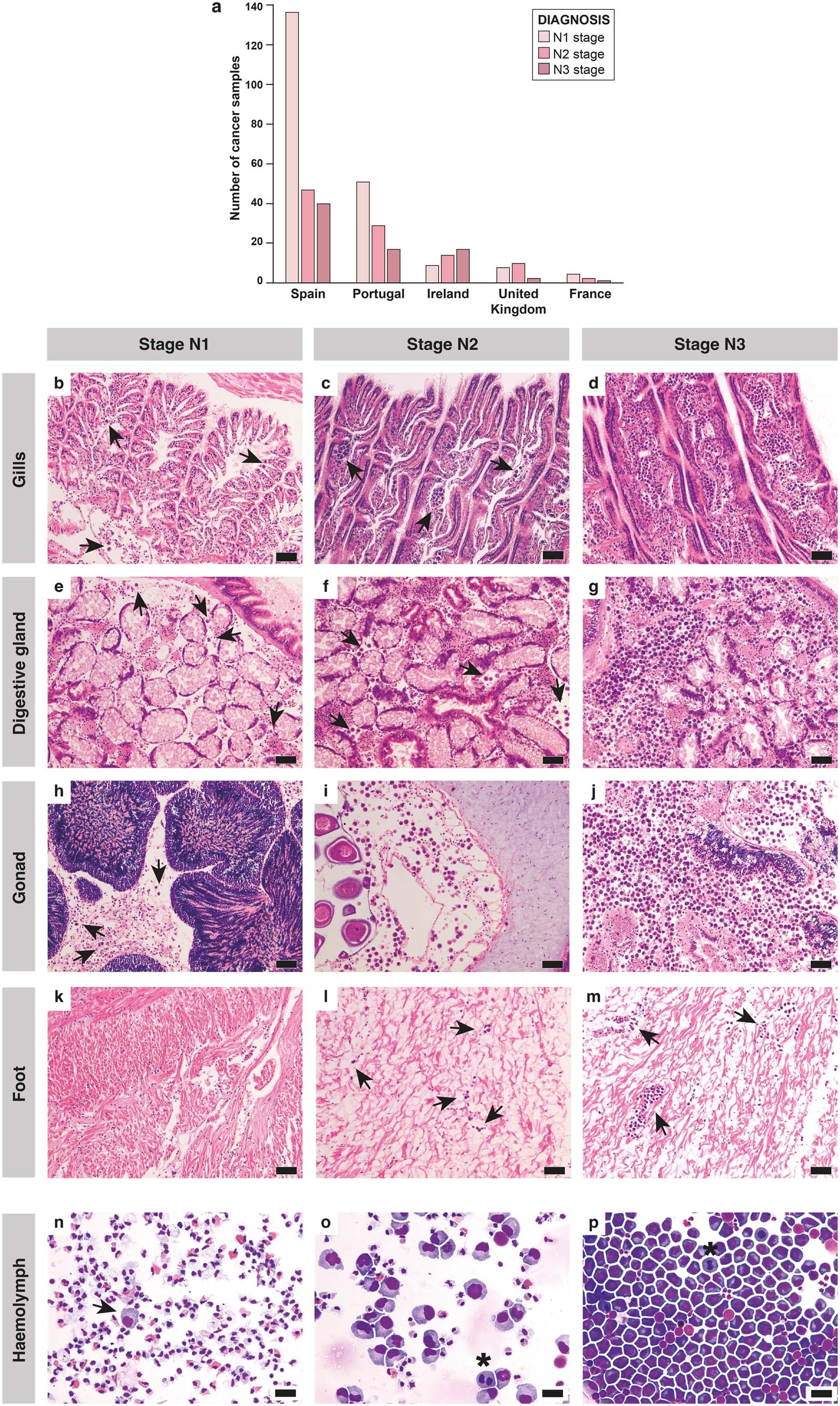 Extended Data Fig. 1: Frequency and progression stages of disseminated neoplasia in C. edule.