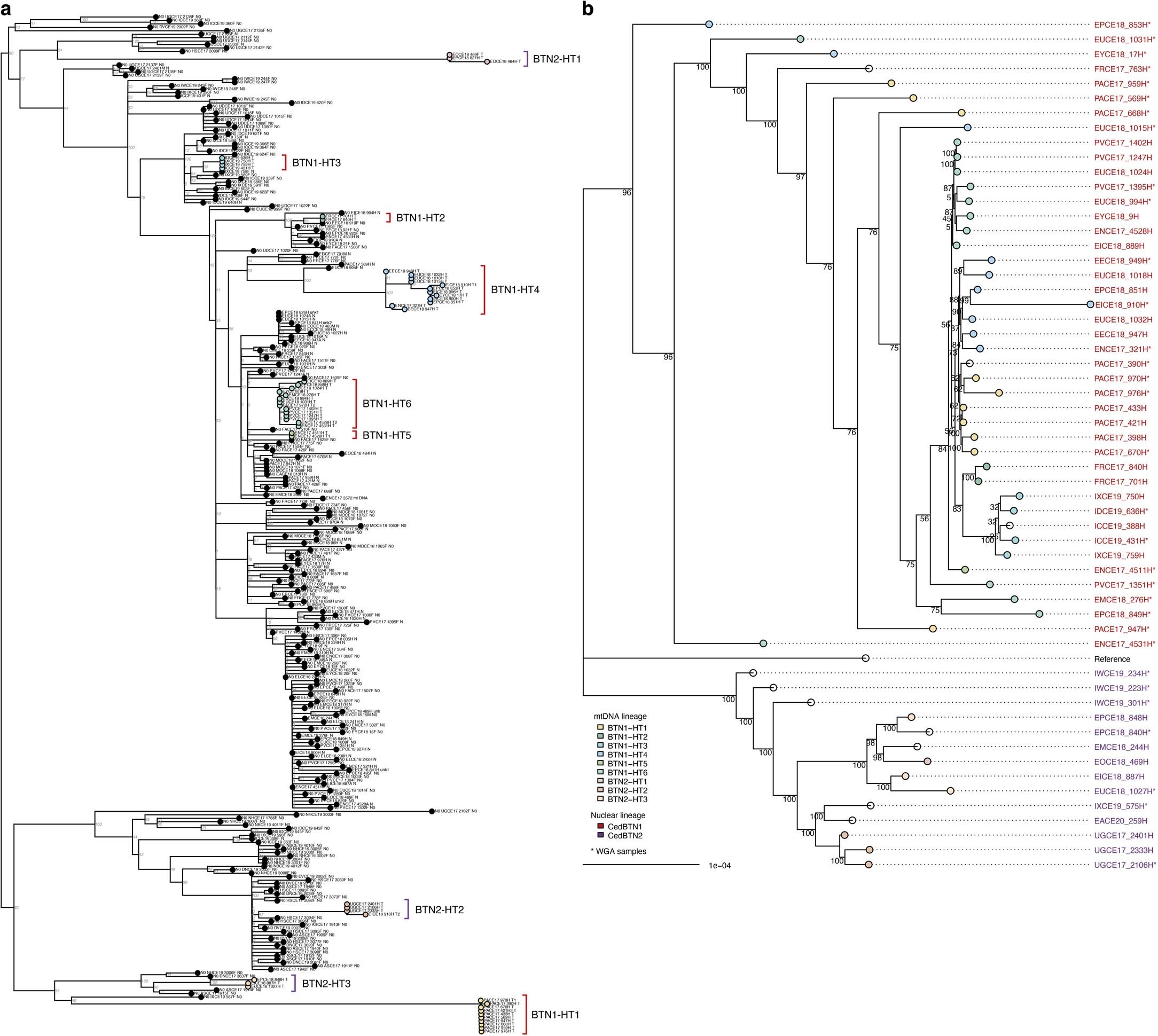 Extended Data Fig. 5: Maximum likelihood phylogenies of cockle mtDNA and CedBTN genomes.