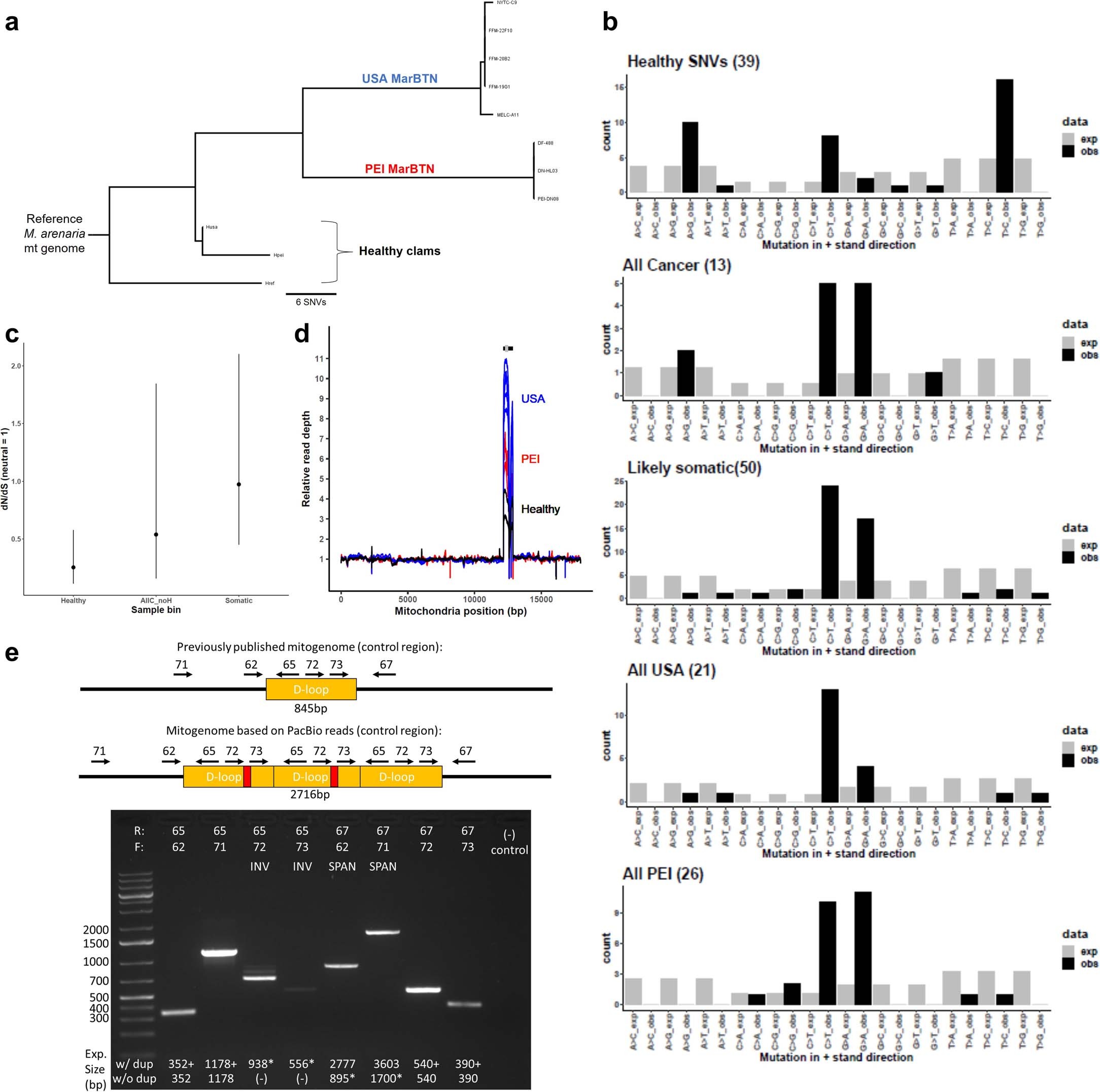 Extended Data Fig. 7: Mitochondrial mutations in MarBTN.