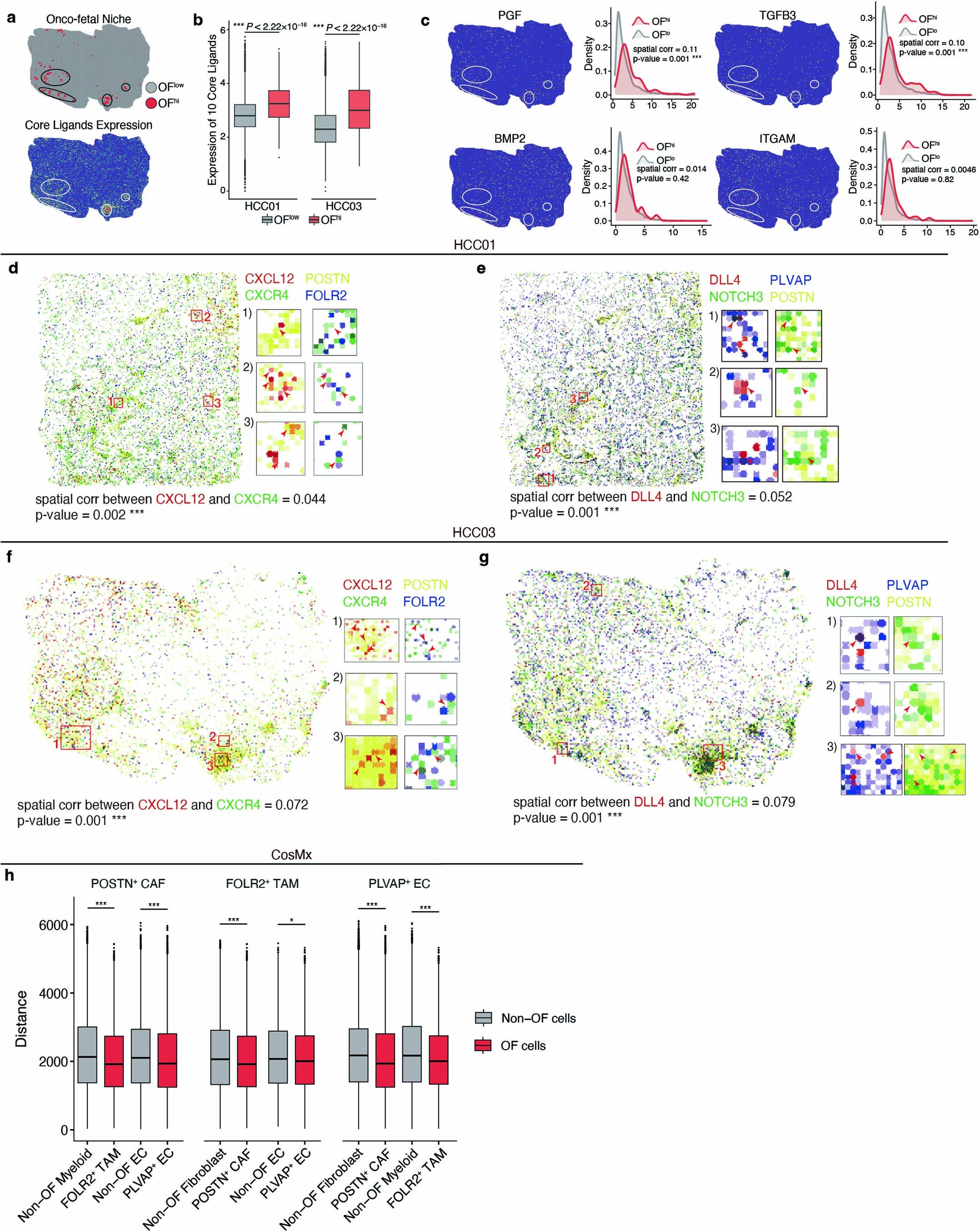 Extended Data Fig. 6: Colocalization of onco-fetal cells in Stereo-seq data.