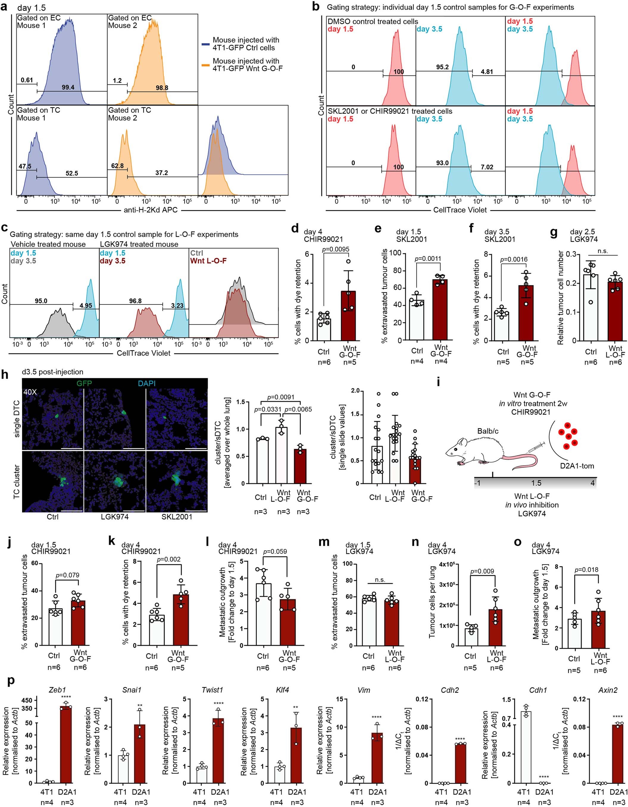 Extended Data Fig. 4: Niche-derived Wnt-ligands induce extravasation and latency in experimental metastasis models.