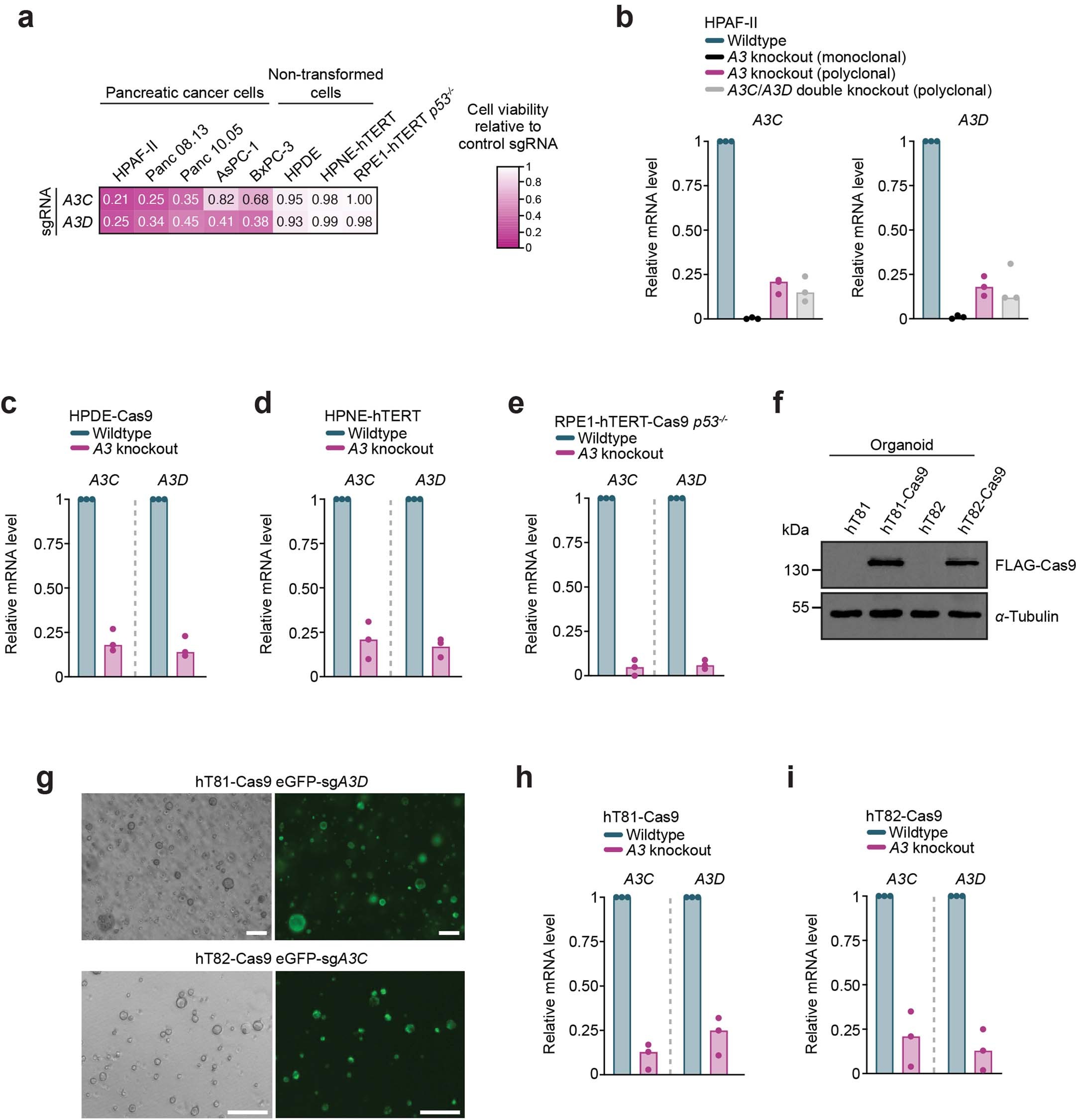 Extended Data Fig. 2: Assessing APOBEC3C- and APOBEC3D-mediated gemcitabine resistance in pancreatic cell lines and organoids.