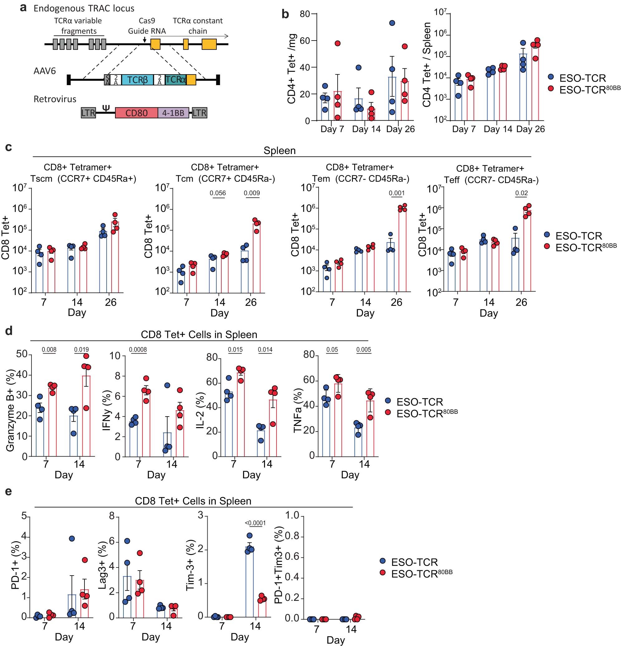 Extended Data Fig. 7: Extended characterization of ESO80BB TCR T cells in a subcutaneous melanoma model.