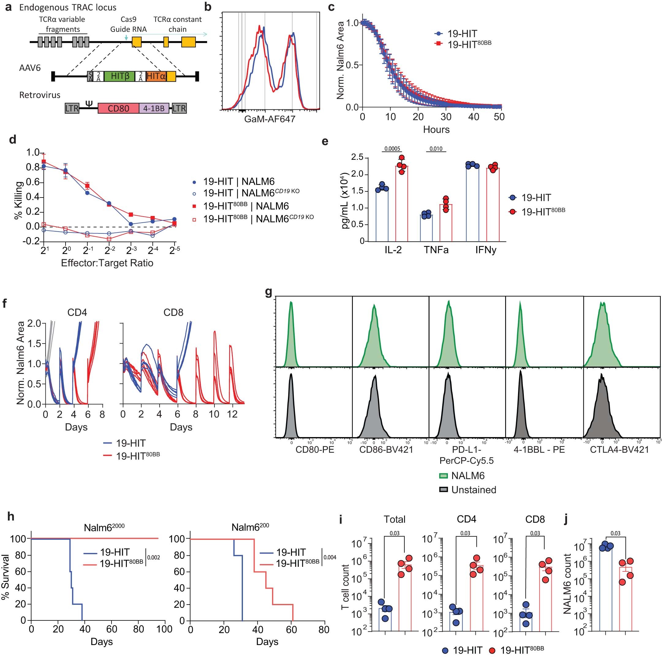 Extended Data Fig. 1: Cell engineering diagram and extended characterization of 19-HIT80BB cells.
