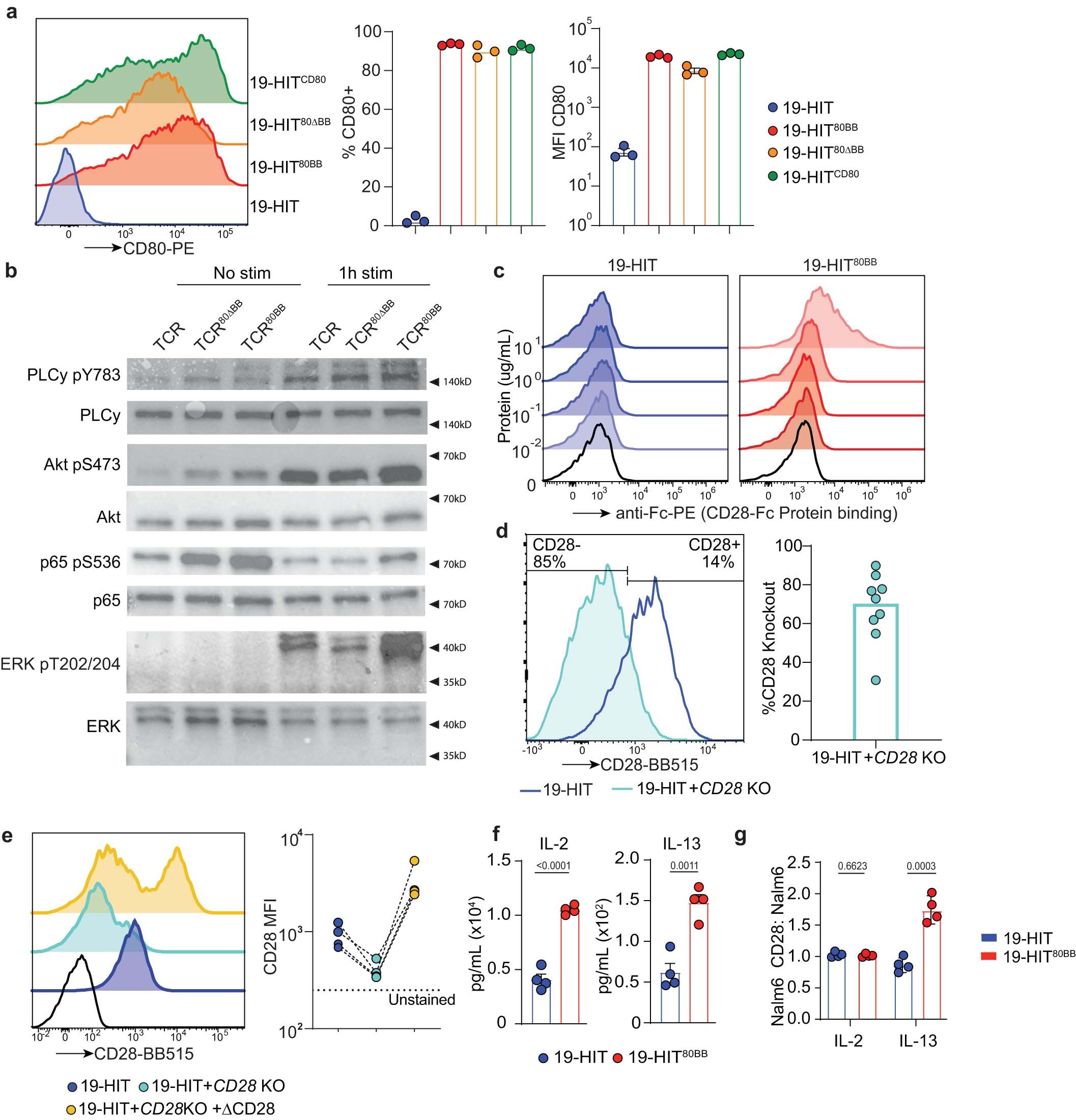 Extended Data Fig. 4: Extended characterization of 80BB dependence on 4-1BB and CD28 signaling.