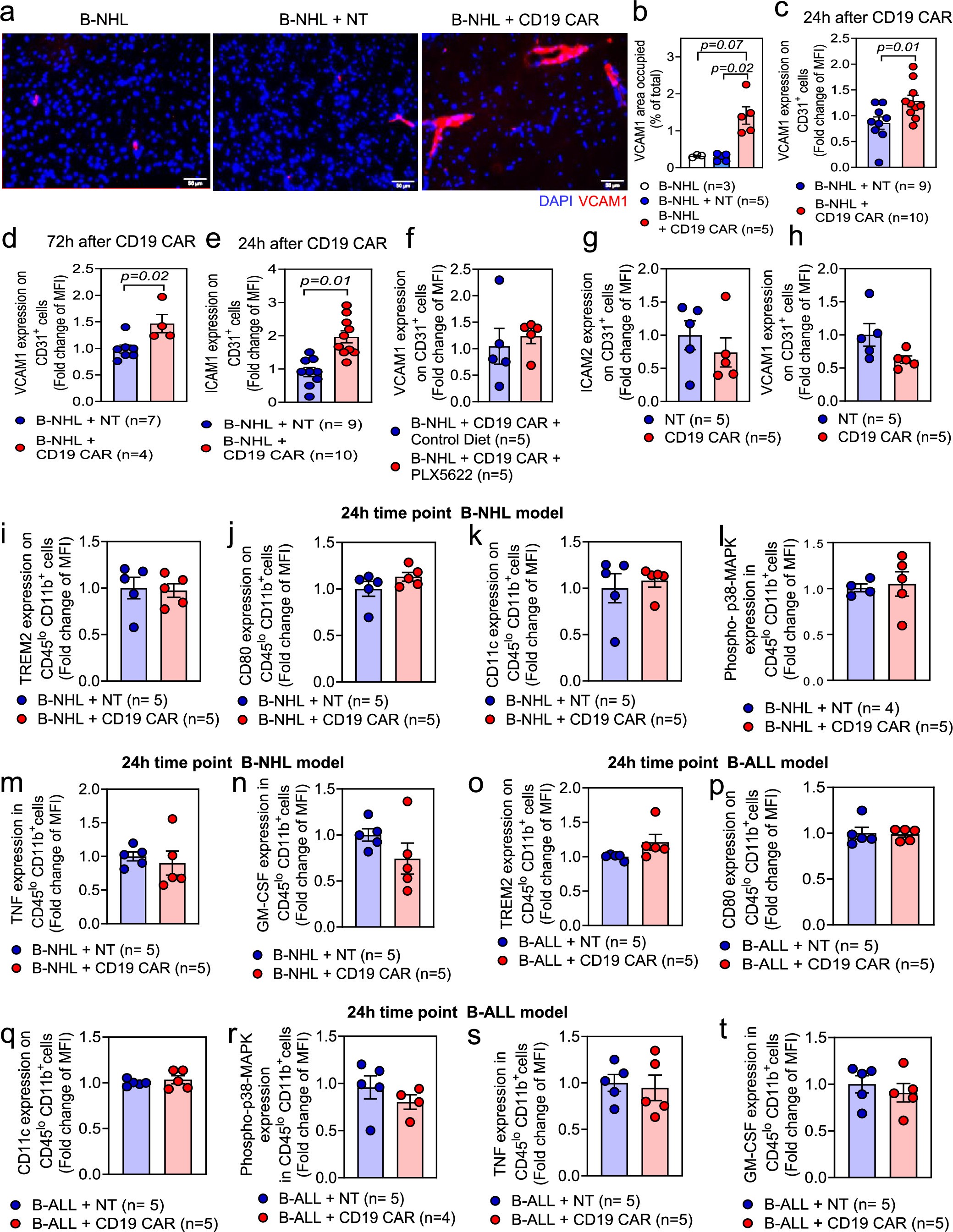 Extended Data Fig. 3: Expression of VCAM1 and ICAM1 in the CNS of B-NHL-bearing mice after NT T cell or CD19-CART cell transfer.