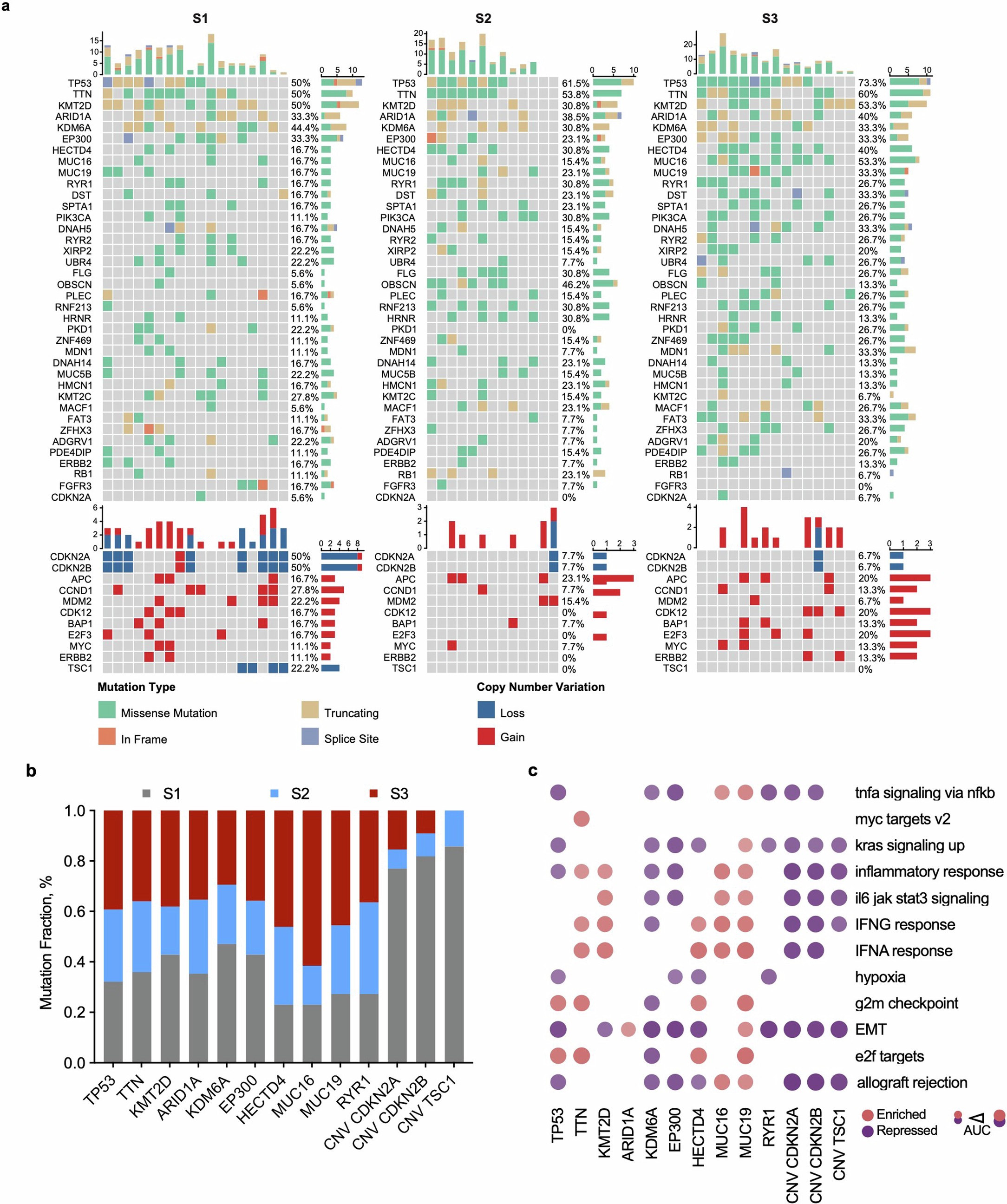 Extended Data Fig. 7: Somatic mutations and copy number variations (CNVs) in three subtypes.