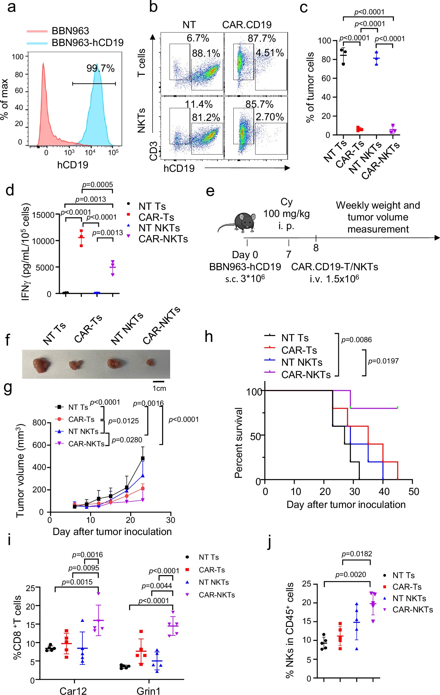 Extended Data Fig. 10: CAR-NKT cells promote T cell responses to neoantigens in the BBN996 bladder tumor model.