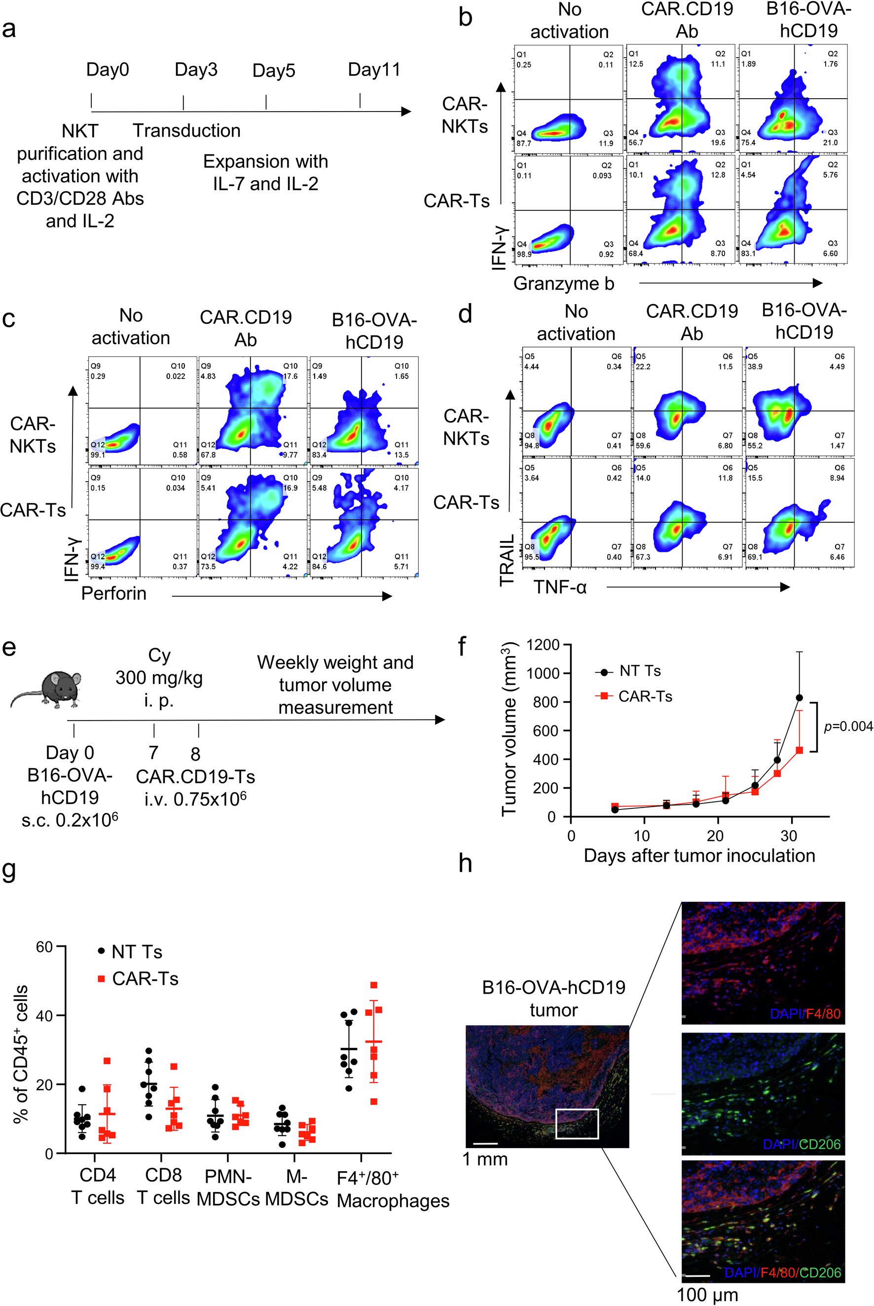 Extended Data Fig. 1: B16 tumor model in vitro and in vivo.