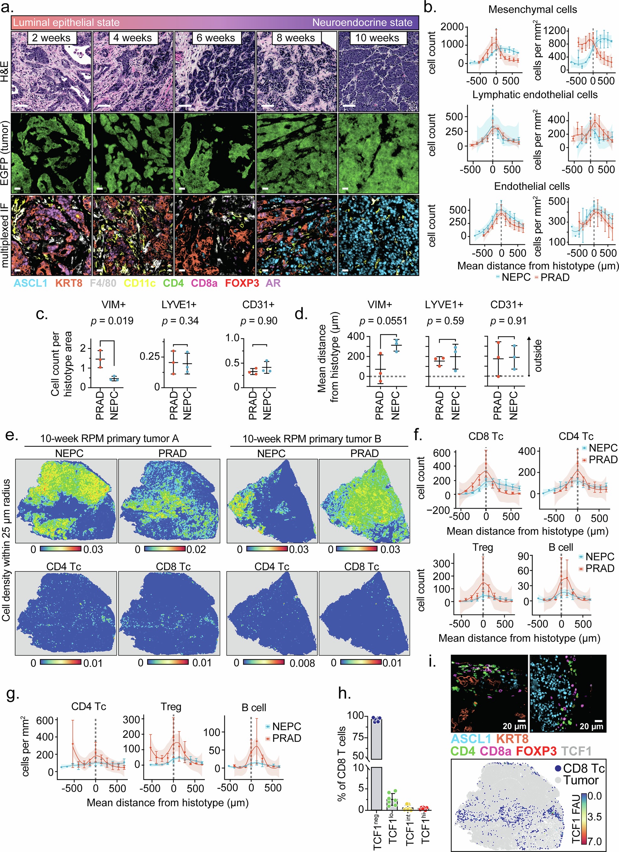 Extended Data Fig. 5: RPM tumors dynamically transition into NEPC and establish strong T cell exclusion.