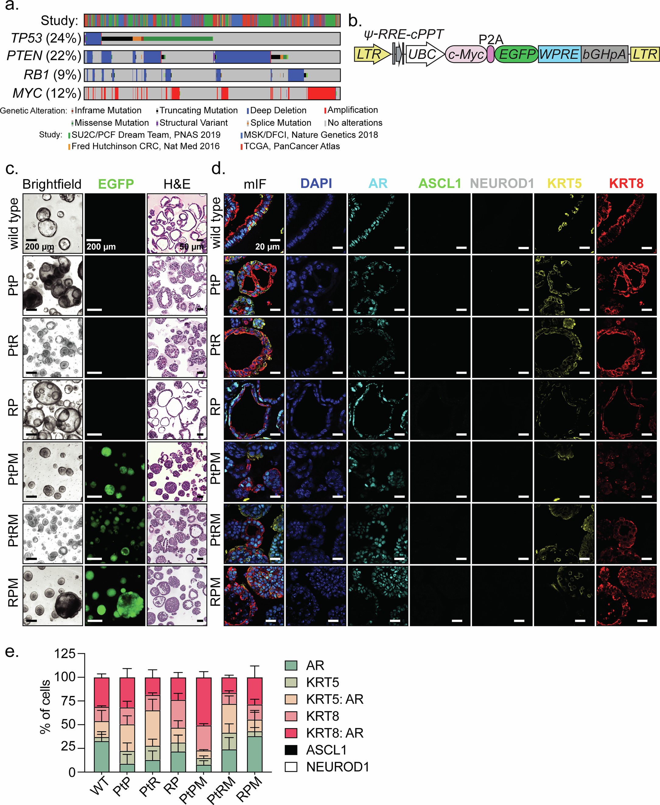 Extended Data Fig. 1: Engineering of clinically relevant mutations within an allelic mouse prostate organoid series.